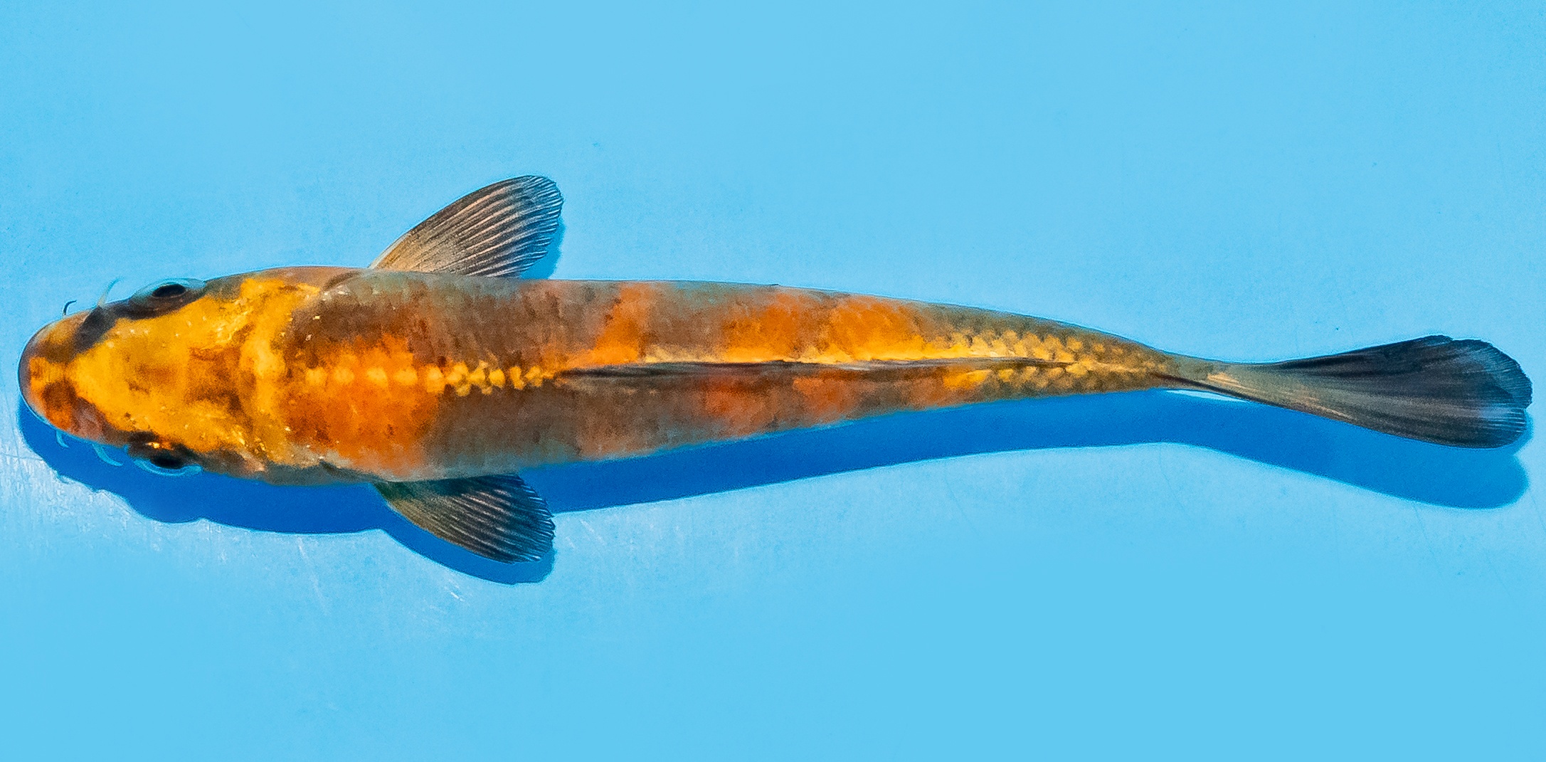 Koi 14-17cm Nr. 7042