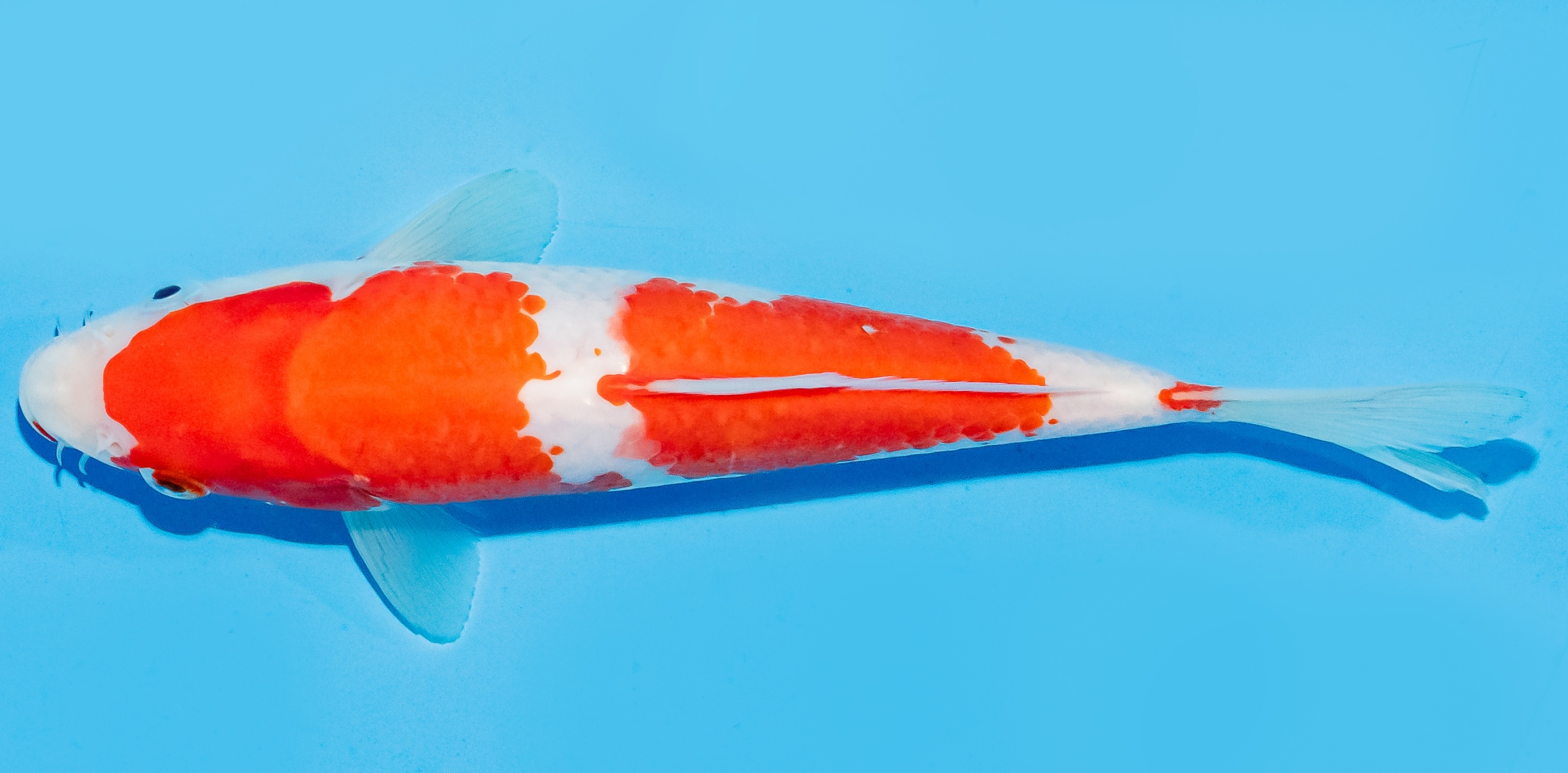 Koi 17-20cm Nr. 7149