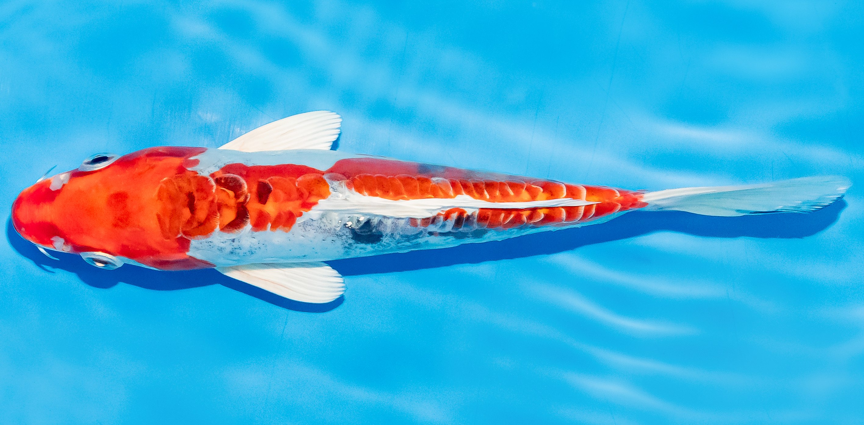 Koi 20-25cm Nr. 6016