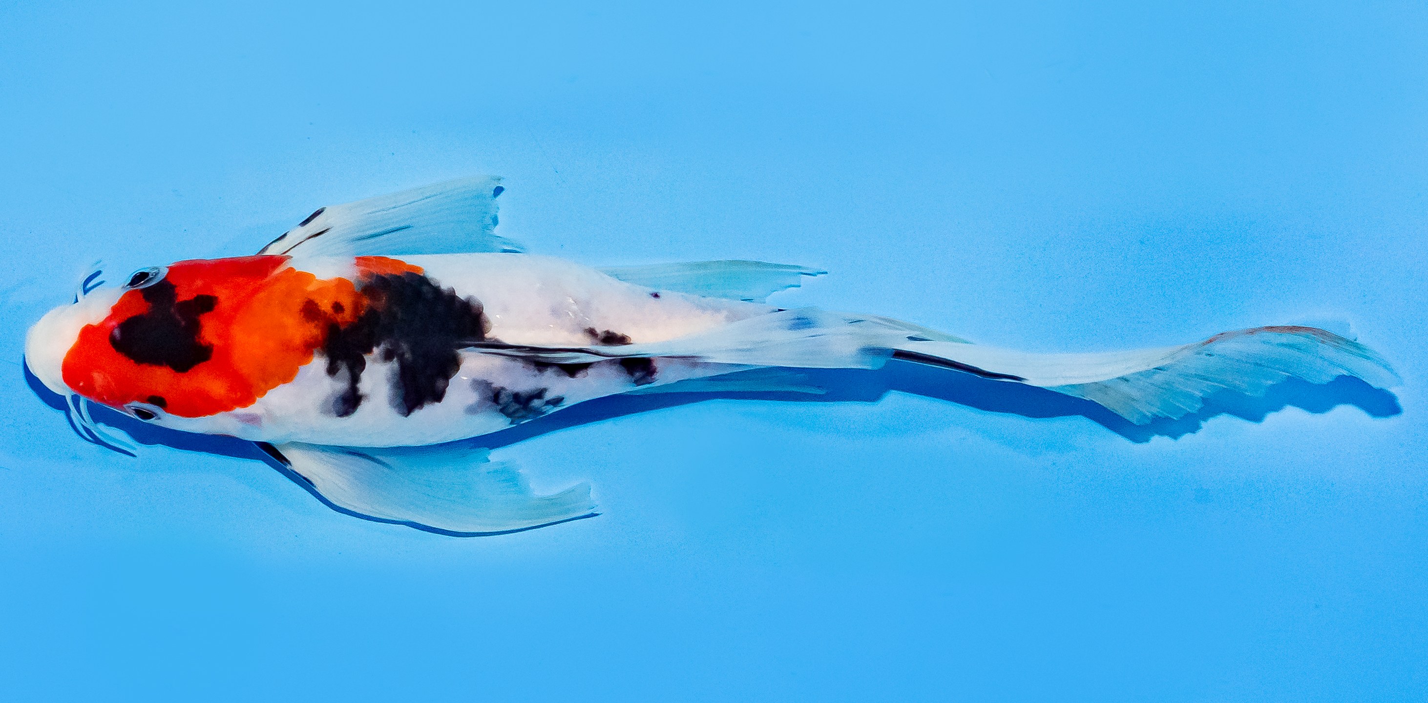 Butterfly Koi 20-25cm Nr. 5440