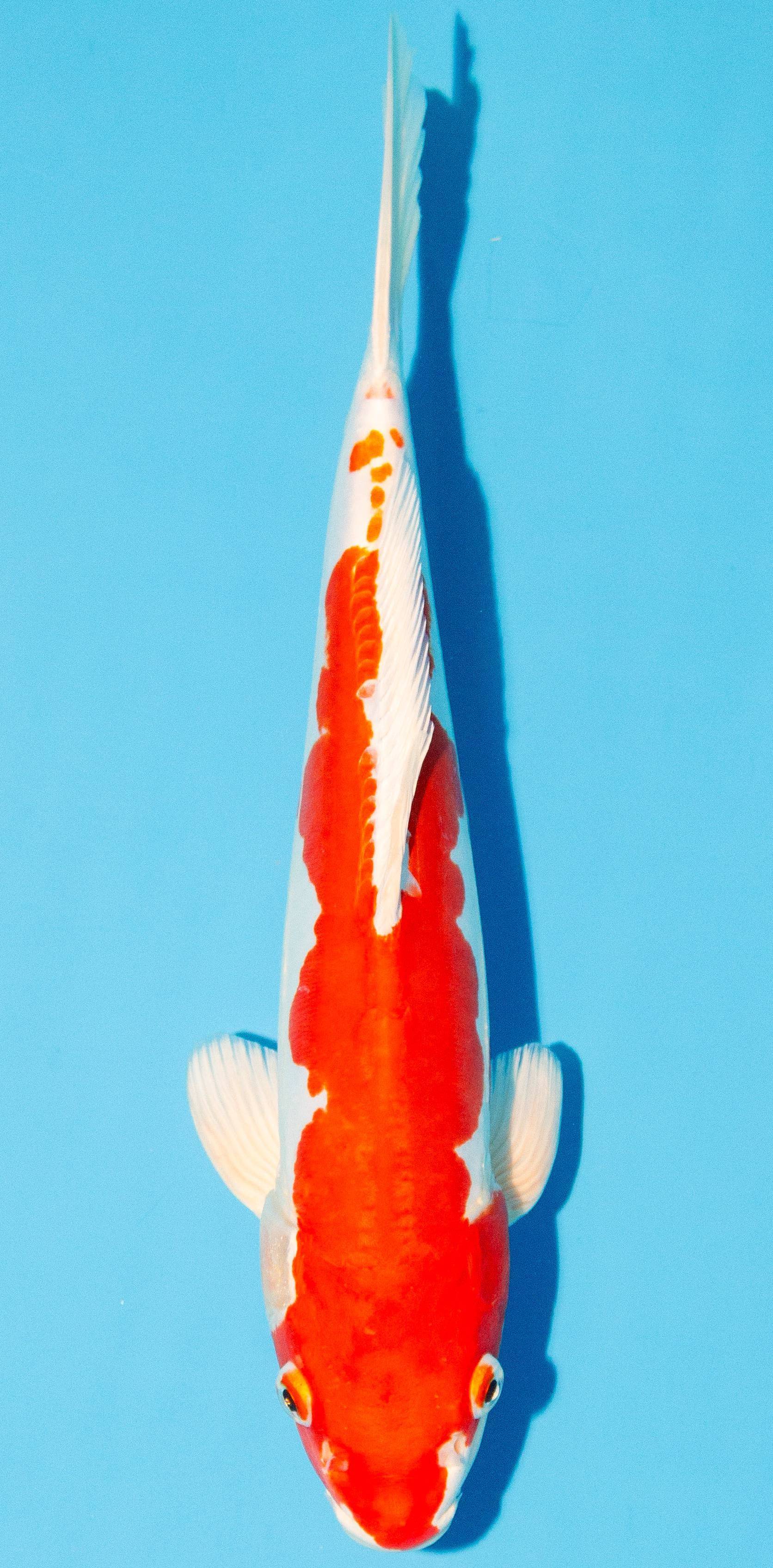 Koi 30-35cm Nr. 1008