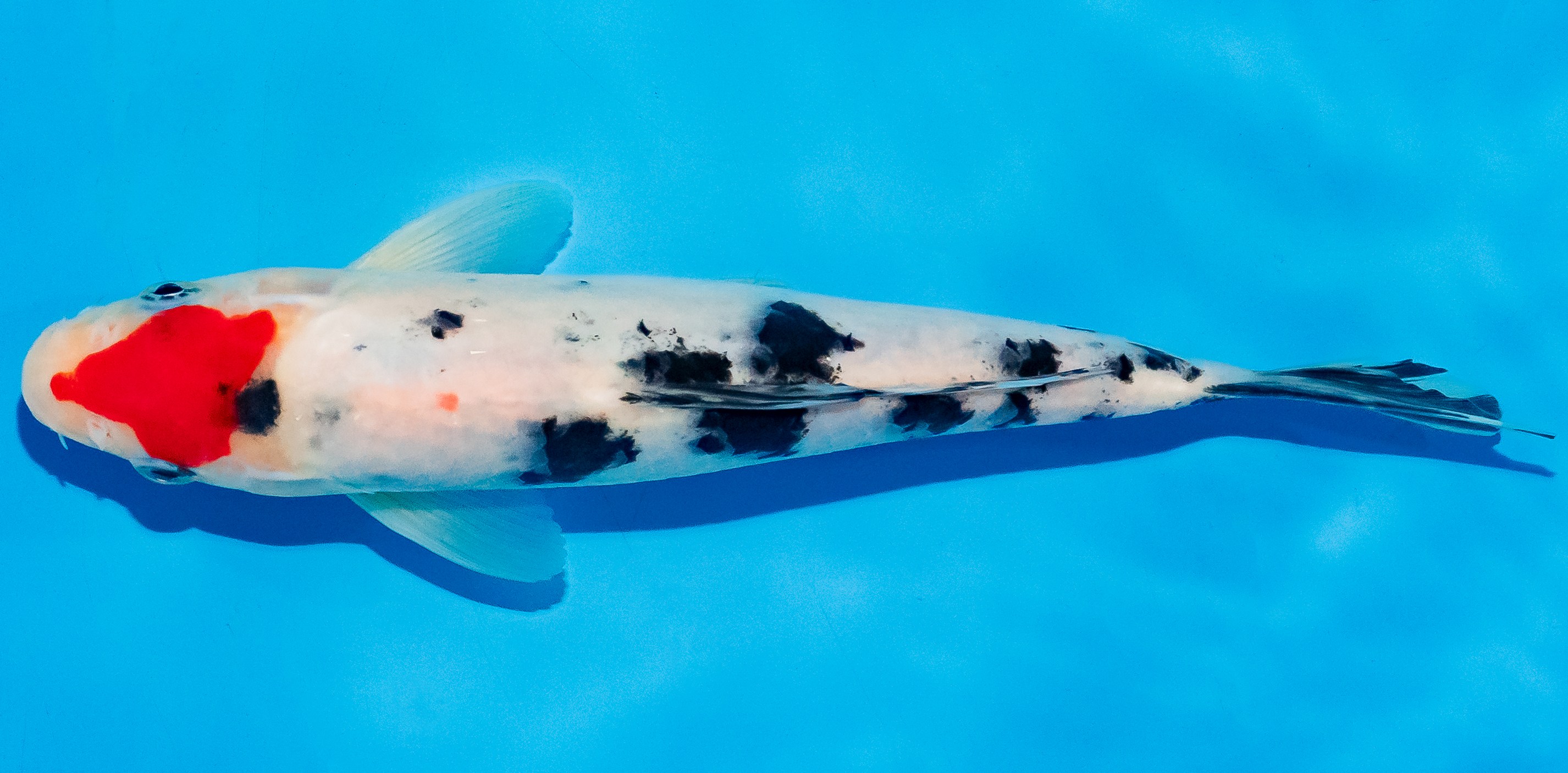 Koi 20-25cm Nr. 6017