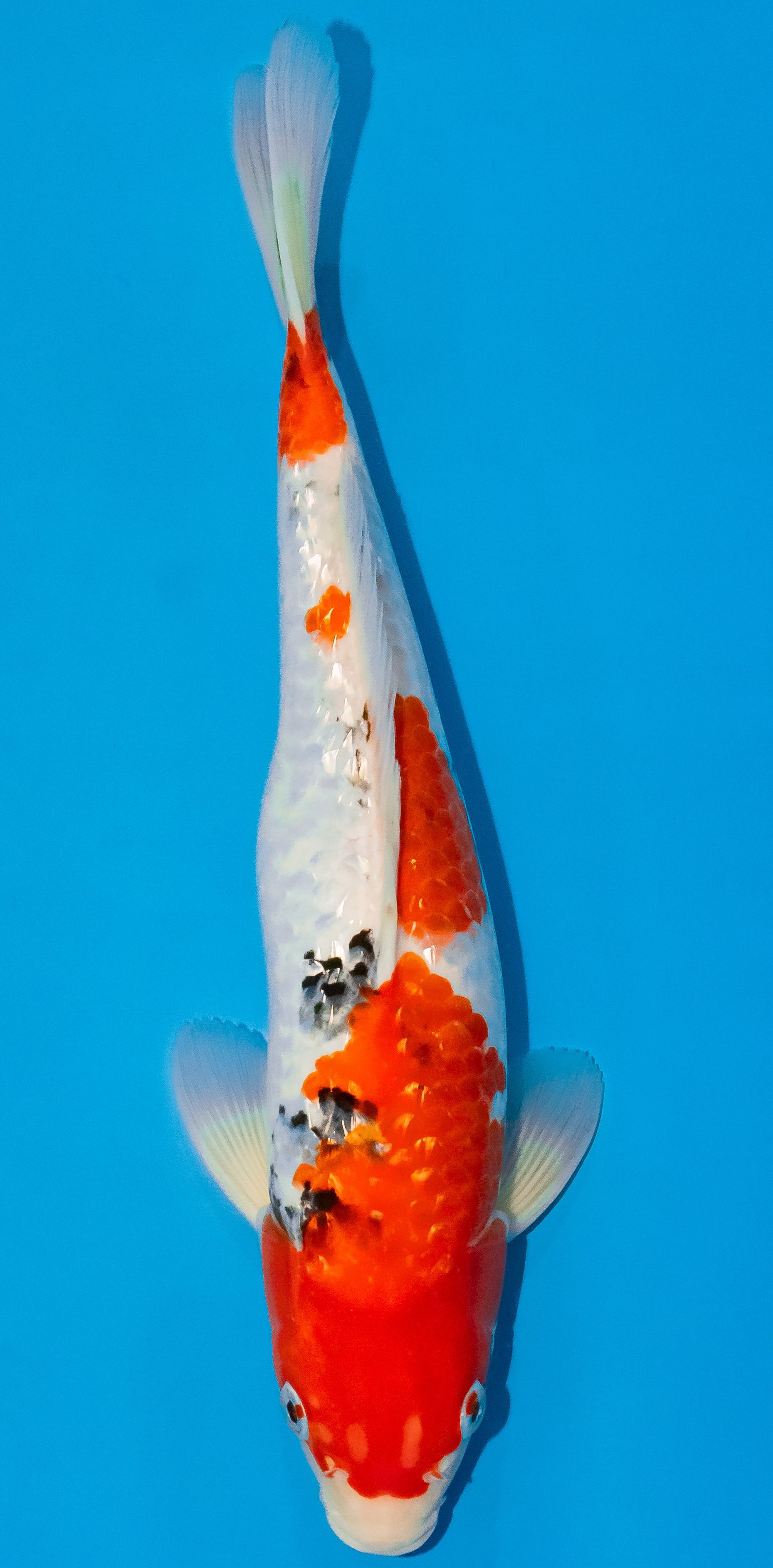 Koi 35-40cm Nr. 1118