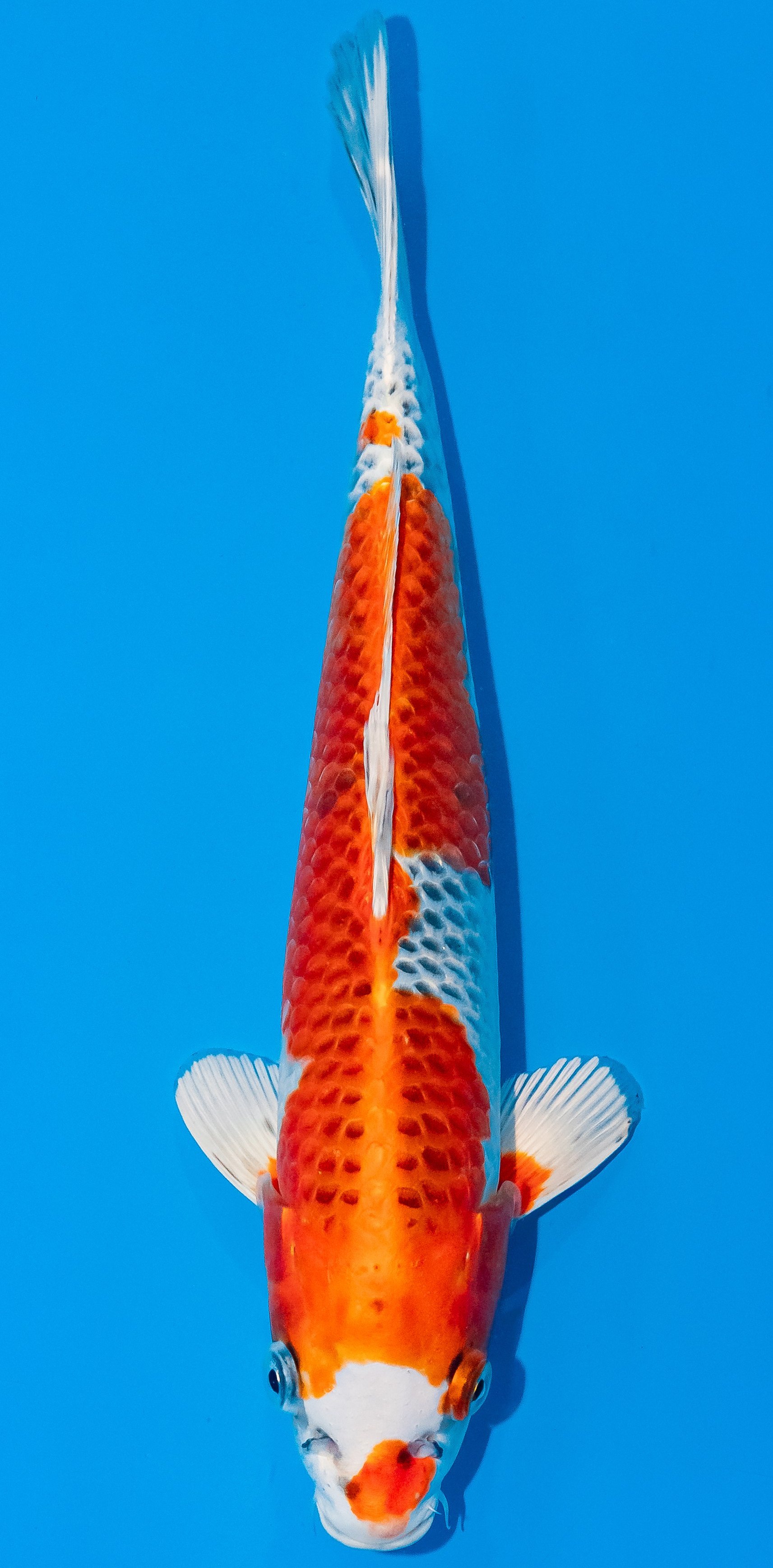 Koi 30-35cm Nr. 1021