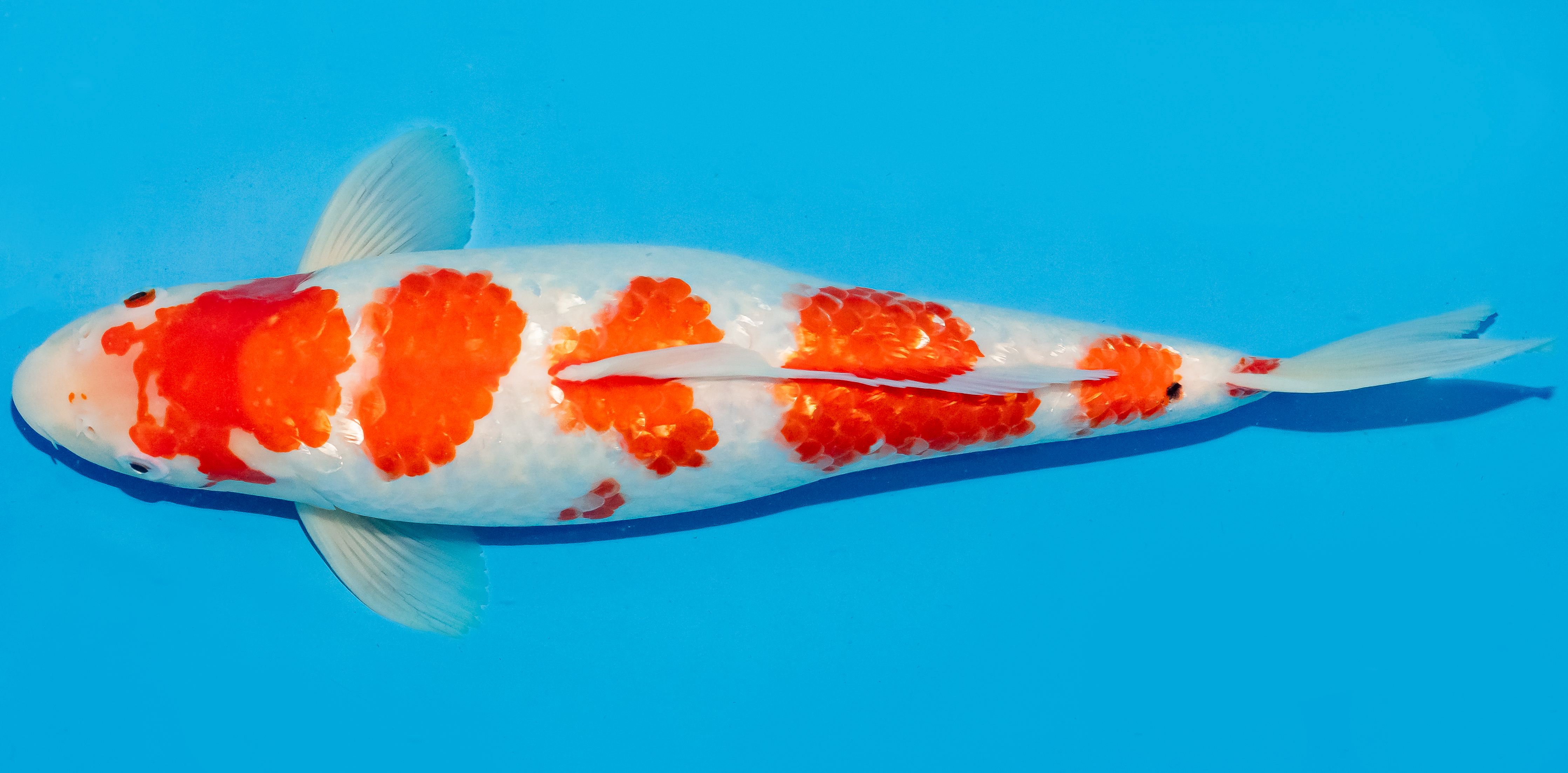 Koi 35-40cm Nr. 6734