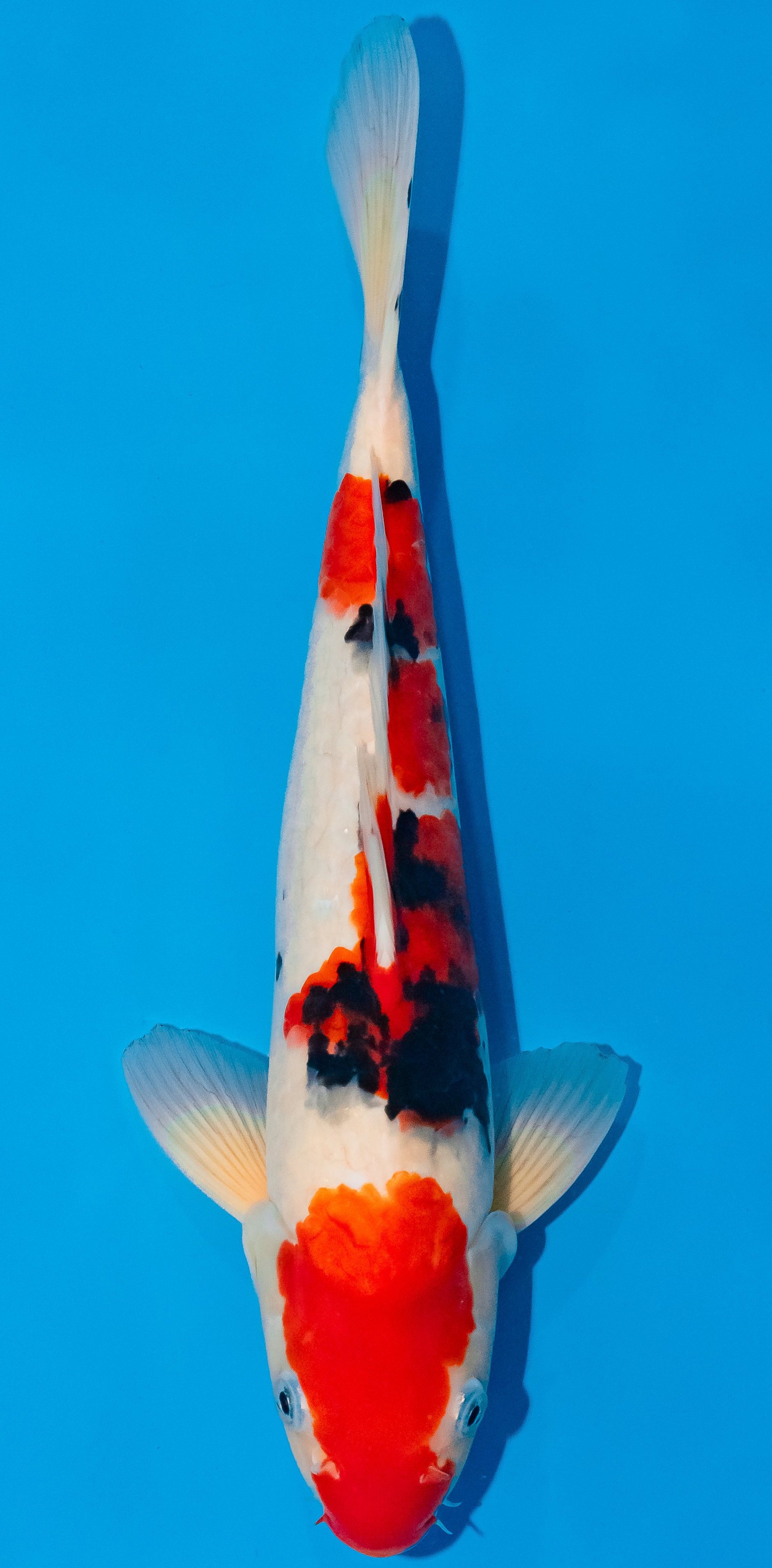 Koi 30-35cm Nr. 1020