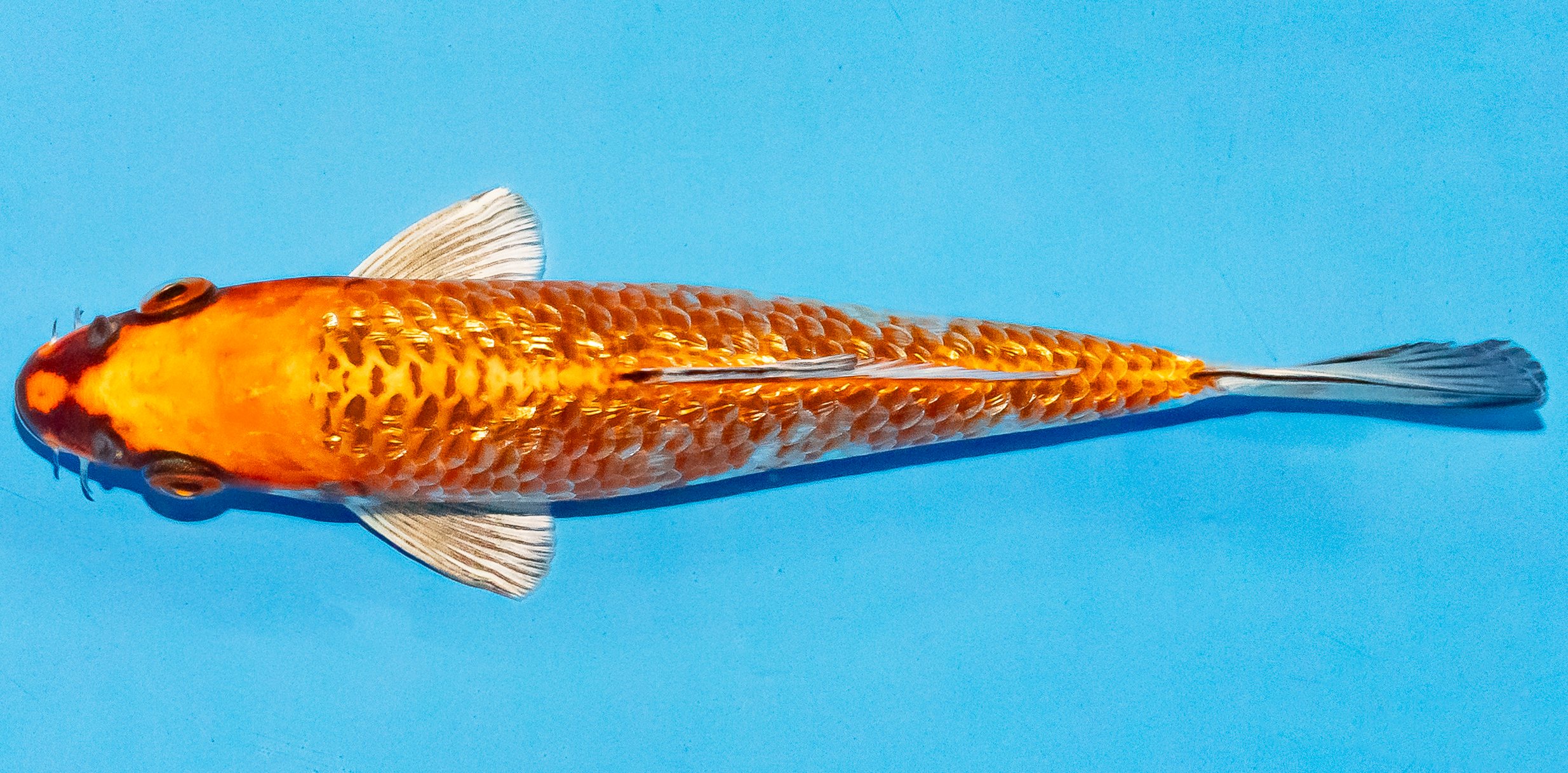 Koi 17-20cm Nr. 4577