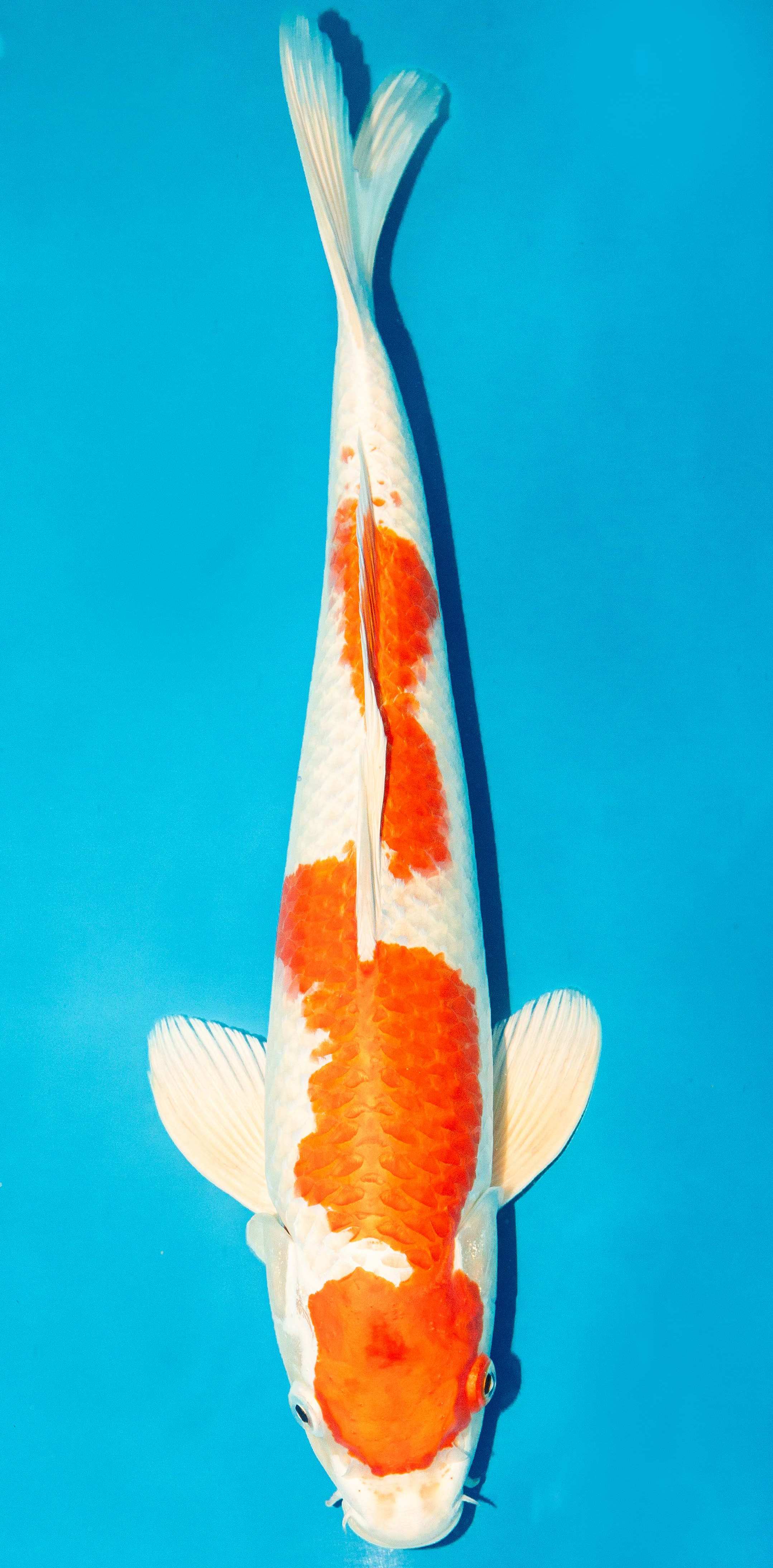 Koi 40-45cm Nr. 3439