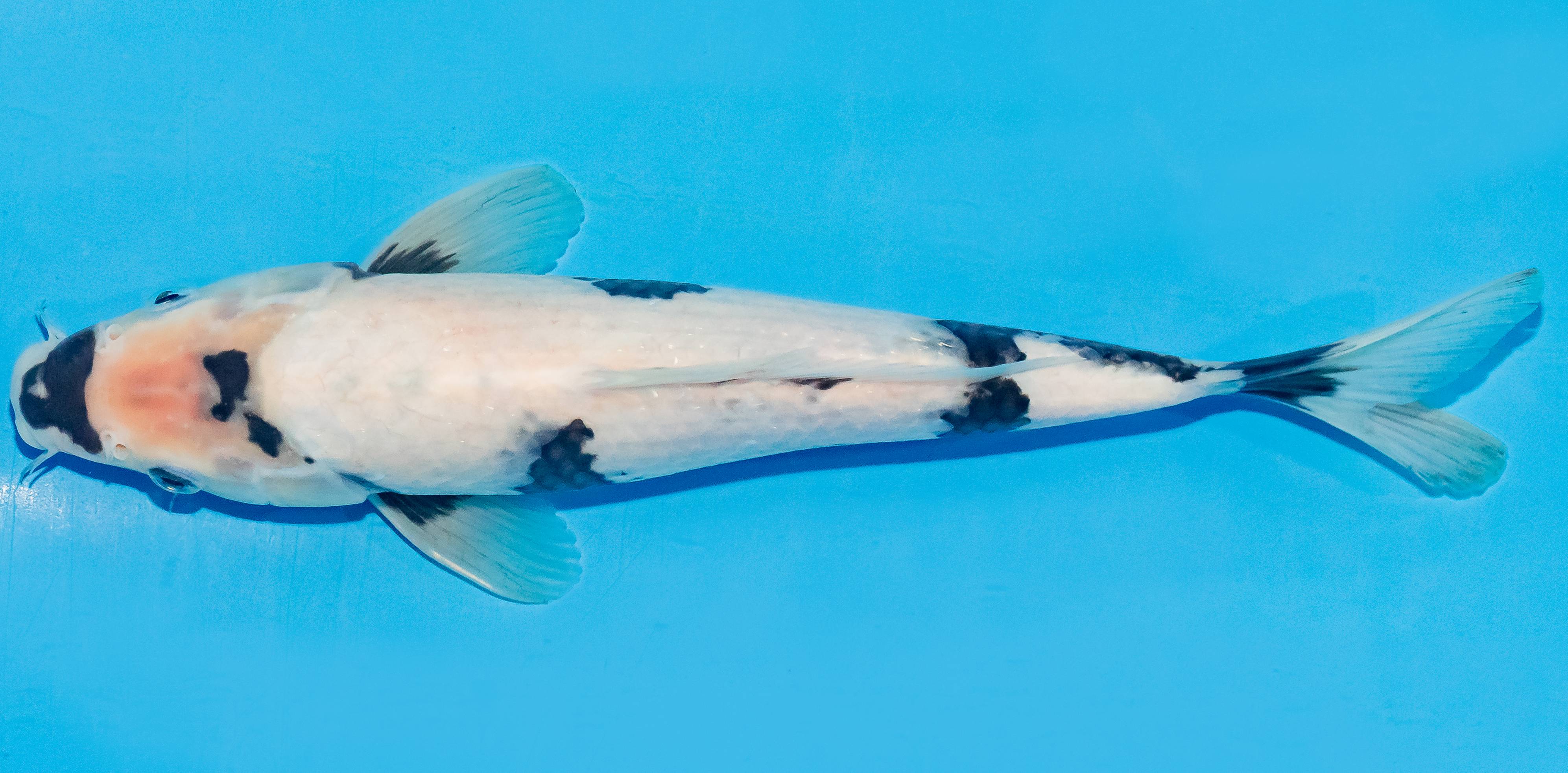Koi 25-30cm Nr. 4222