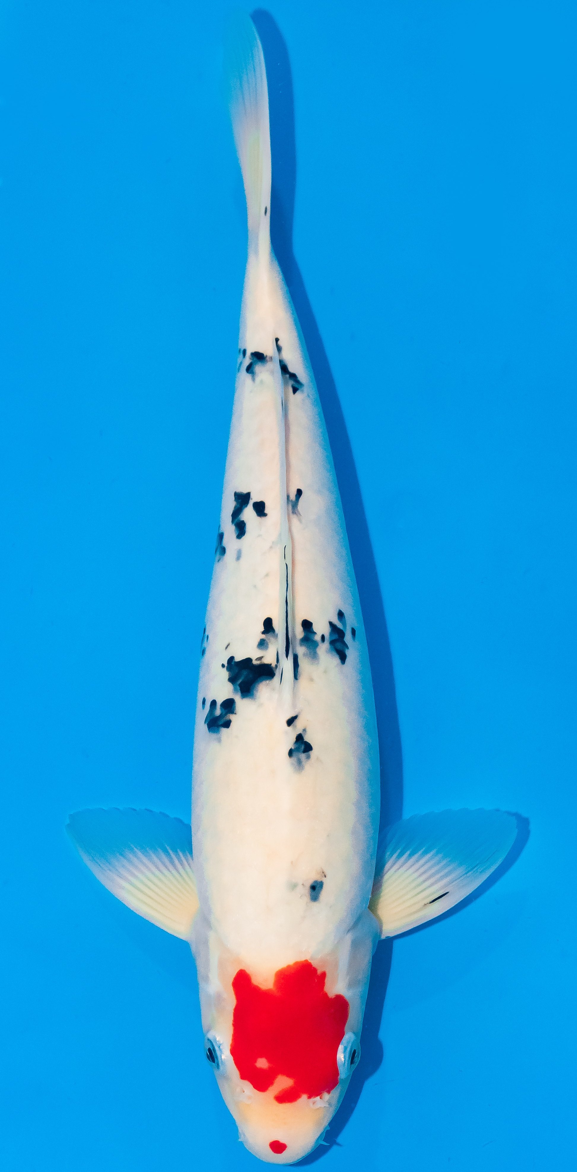 Koi 35-40cm Nr. 1109