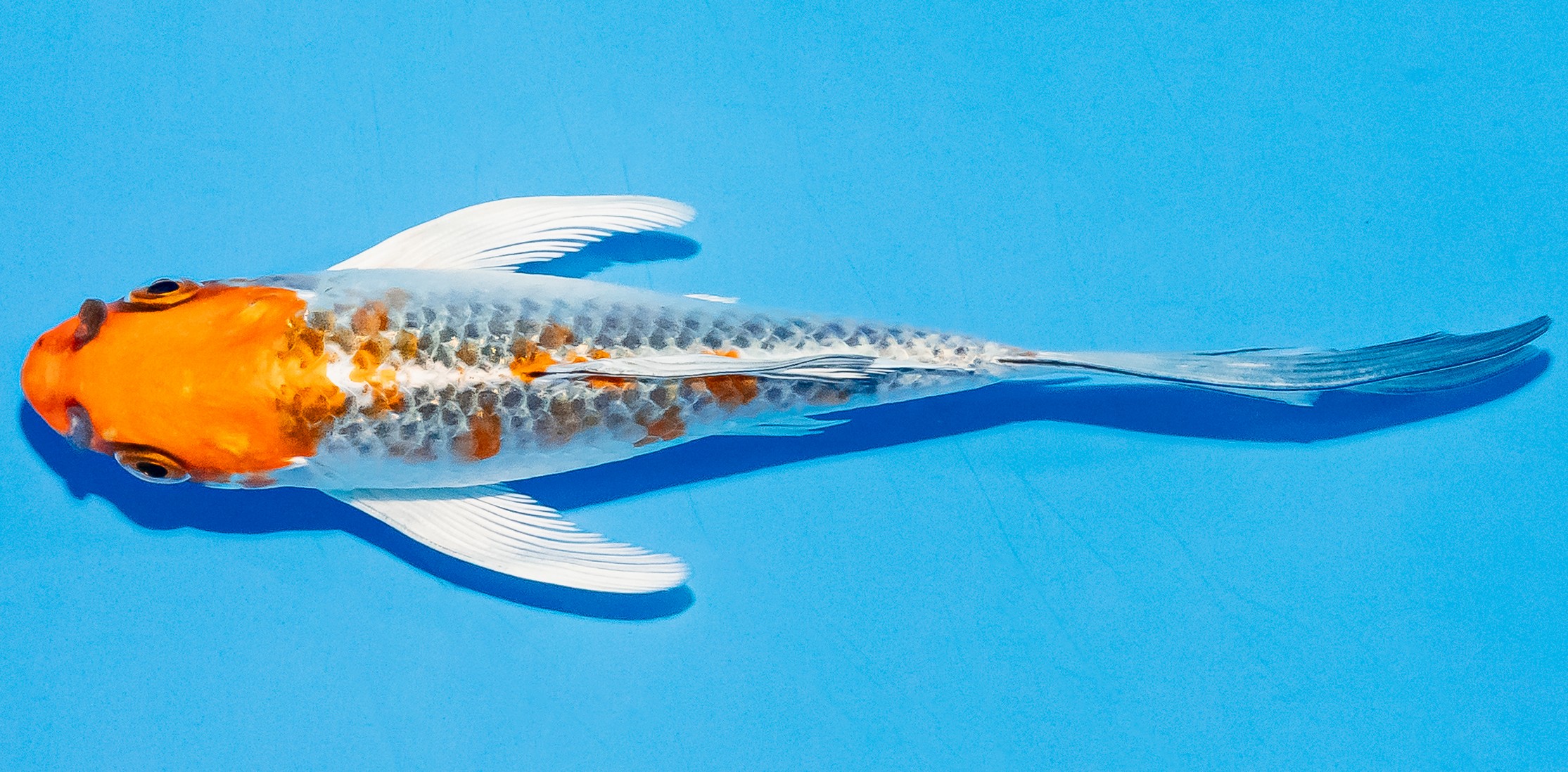 Butterfly Koi 14-17cm Nr. 5740