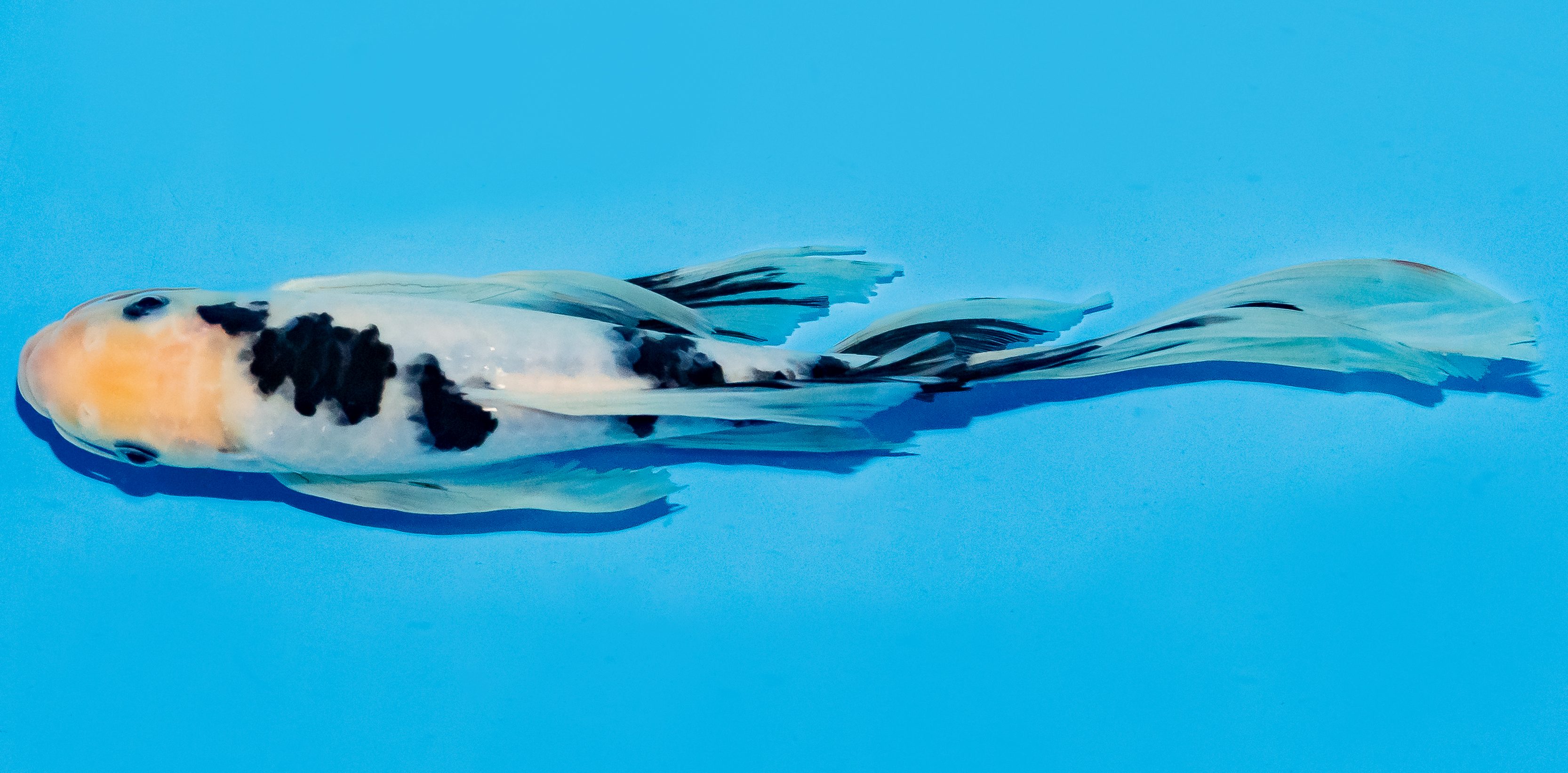 Butterfly Koi 25-30cm Nr. 6413