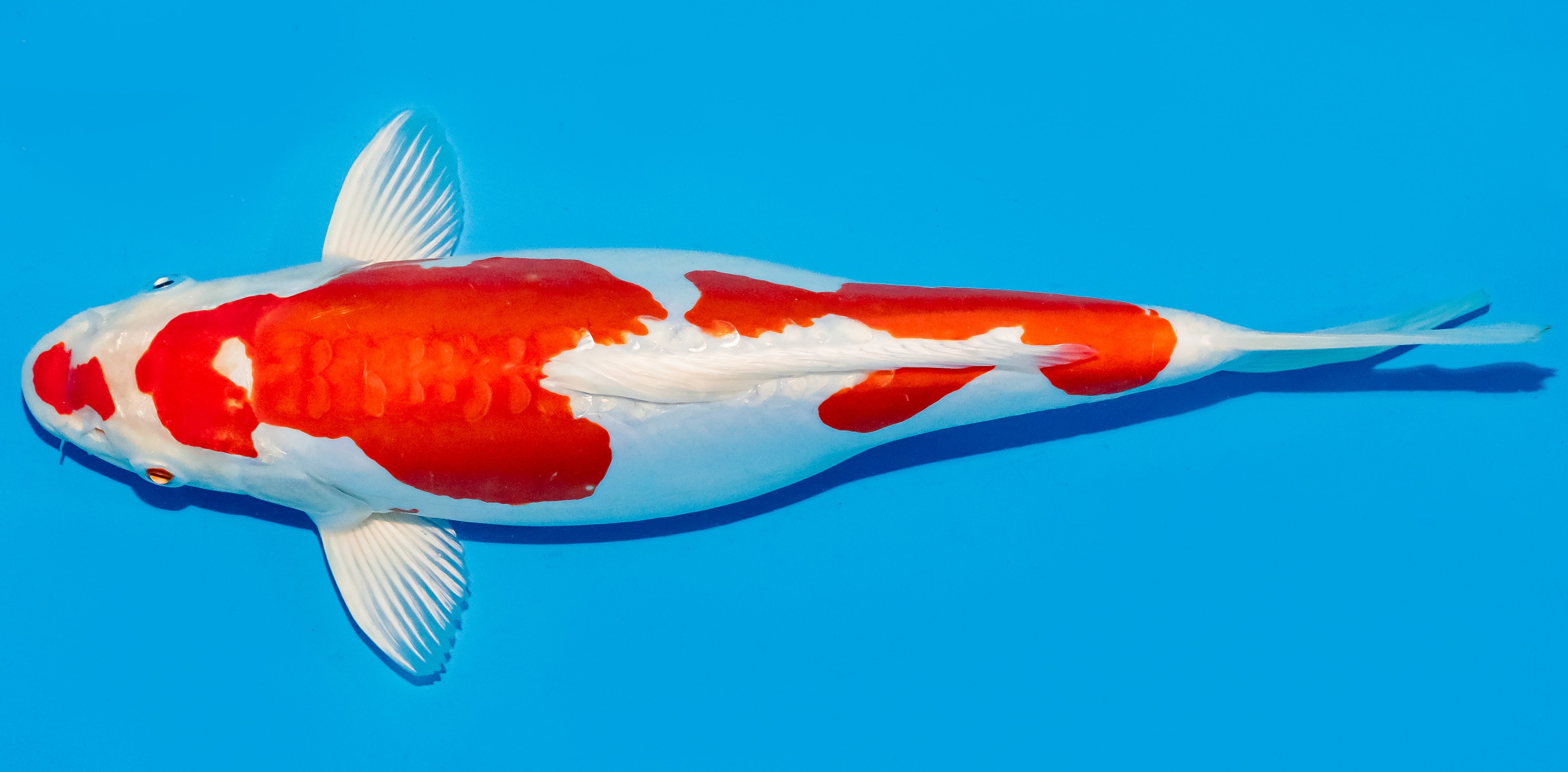 Koi 35-40cm Nr. 6742