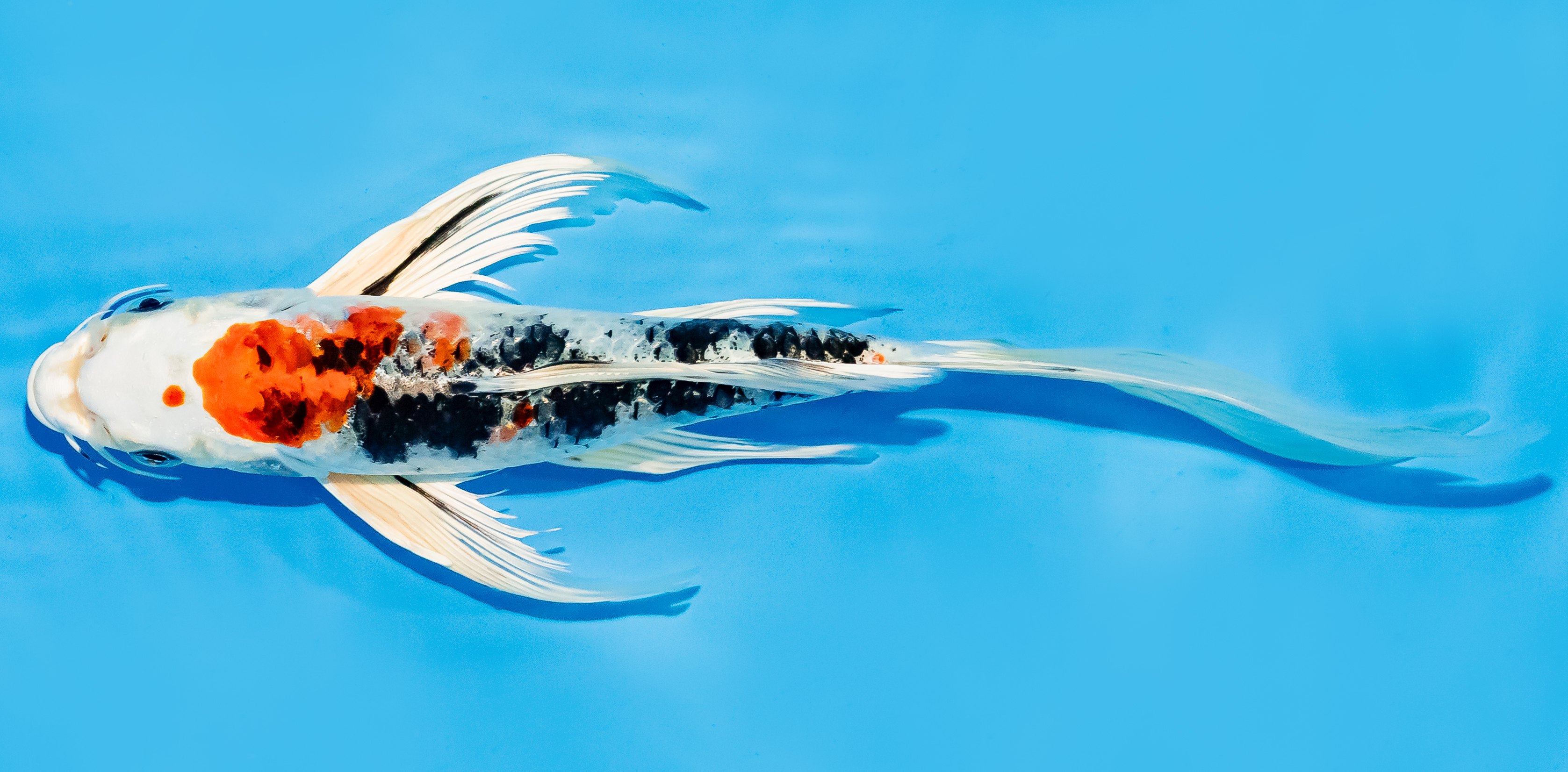 Butterfly Koi 20-25cm Nr. 7331