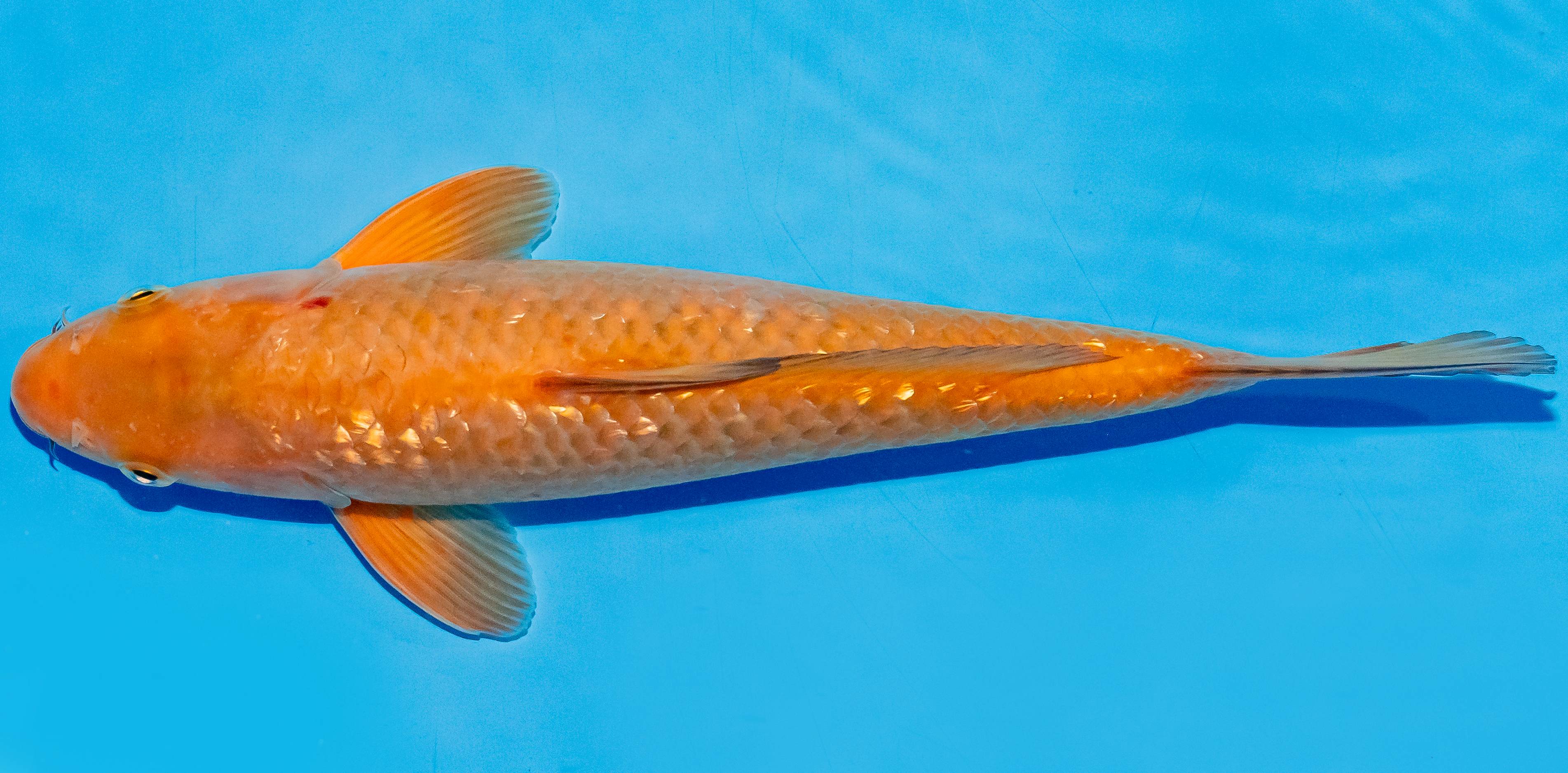 Koi 25-30cm Nr. 6268