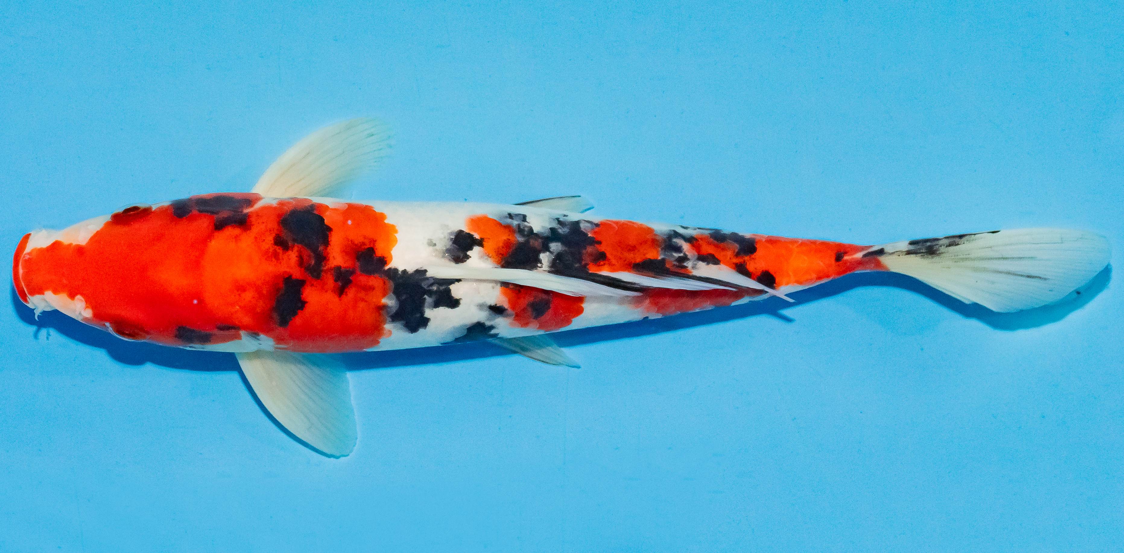 Koi 25-30cm Nr. 4226