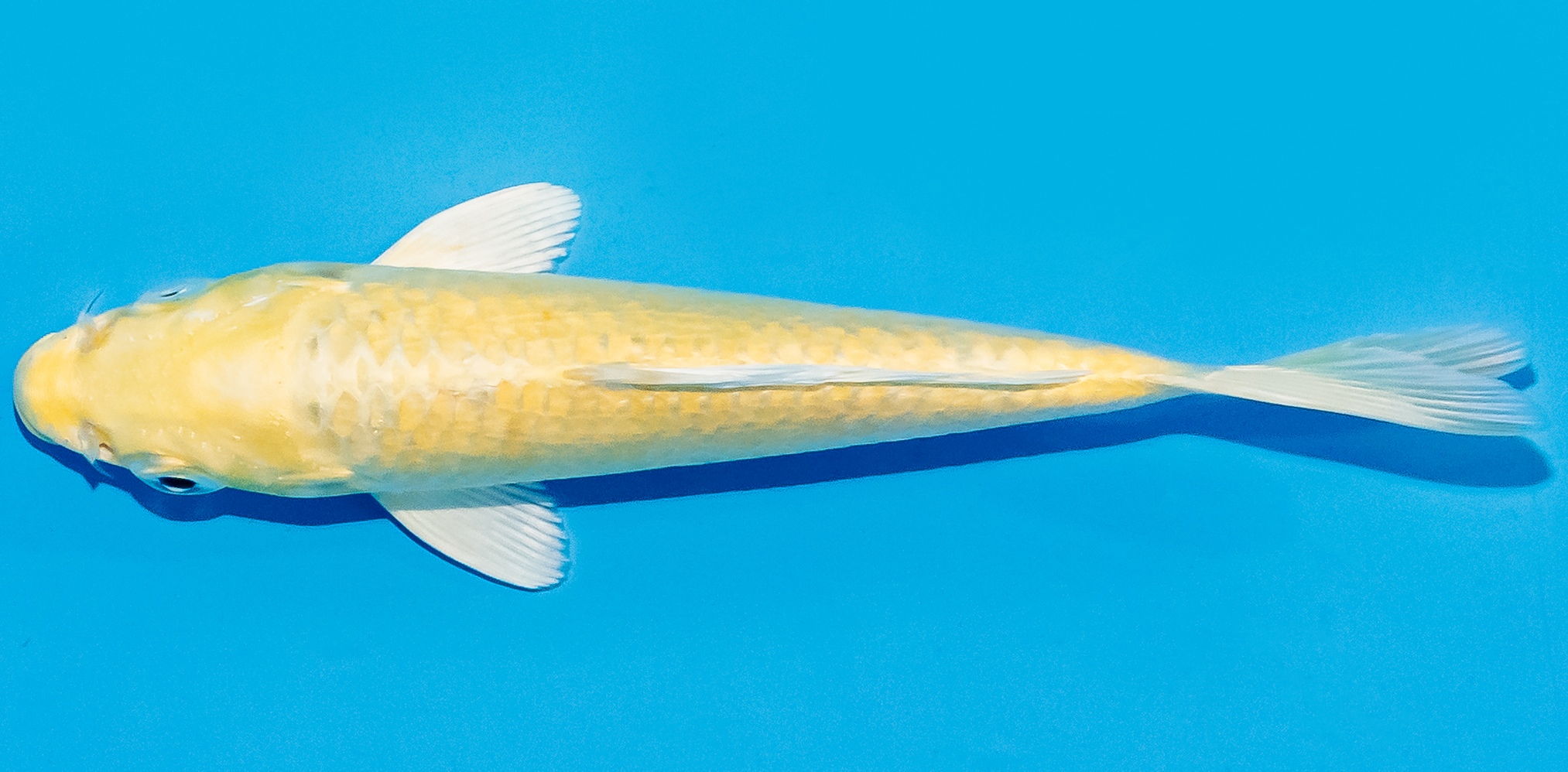 Koi 14-17cm Nr. 7051