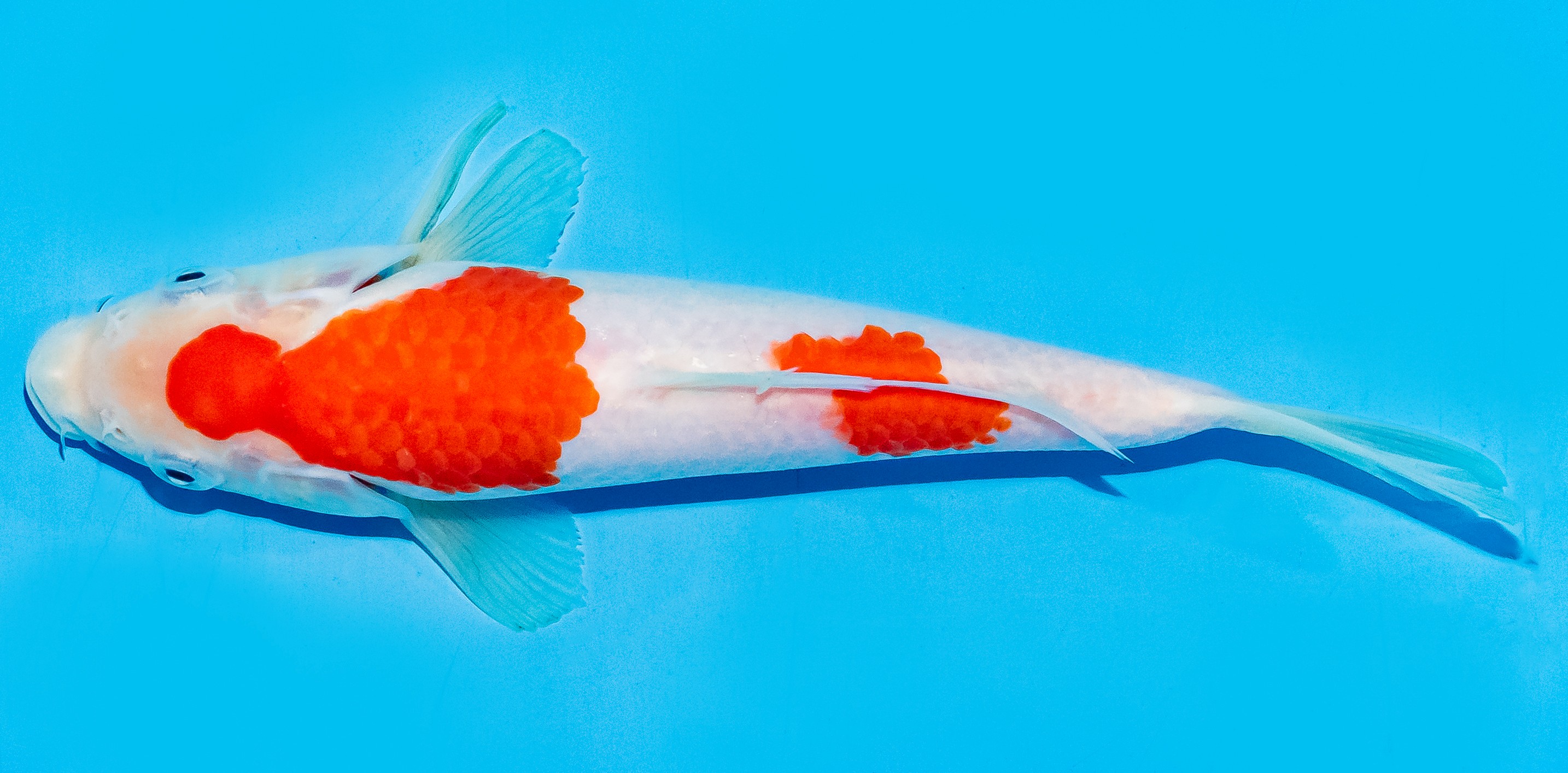 Koi 20-25cm Nr. 7514