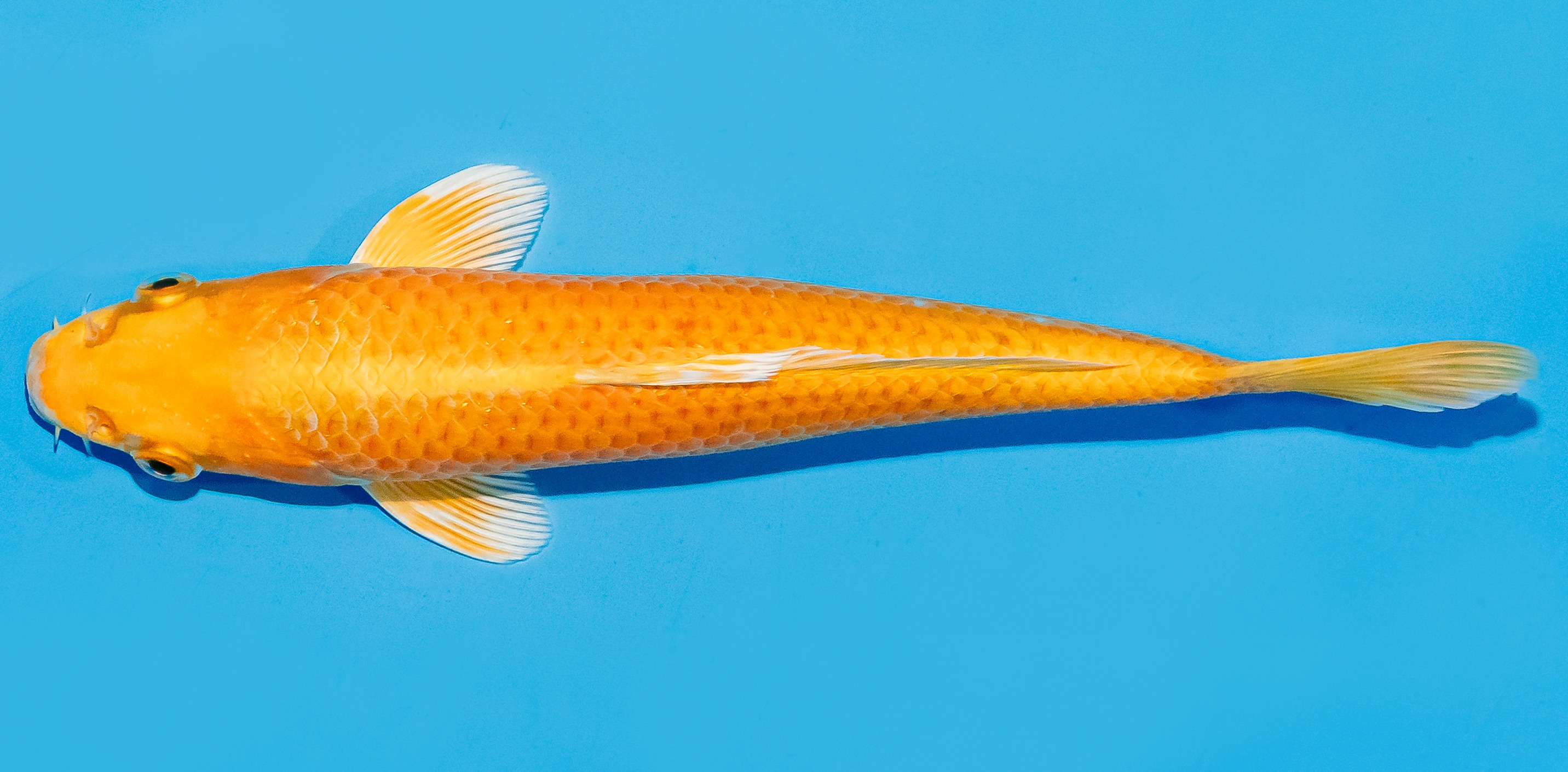Koi 20-25cm Nr. 7515