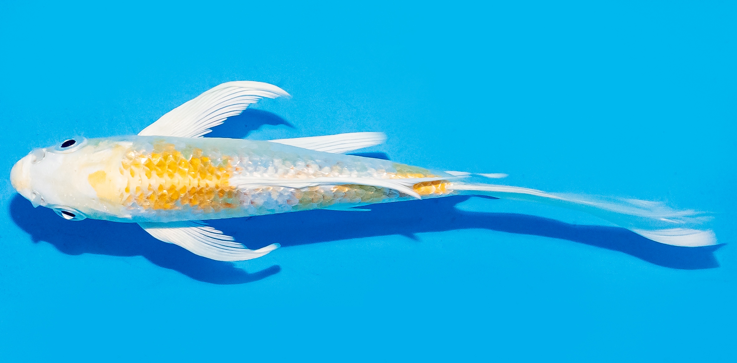 Butterfly Koi 14-17cm Nr. 5810