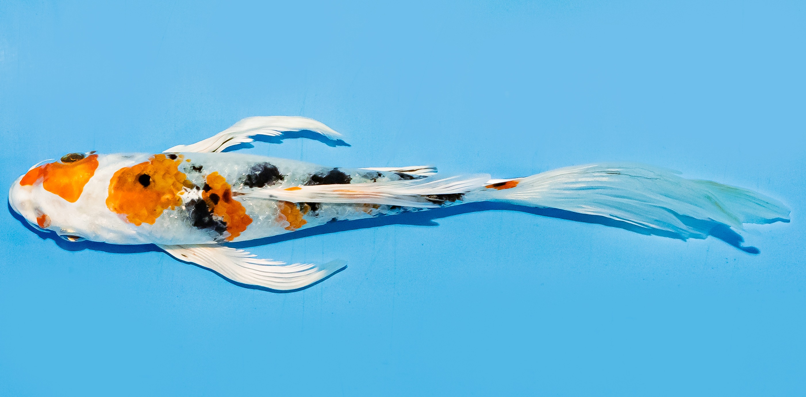 Butterfly Koi 17-20cm Nr. 6944