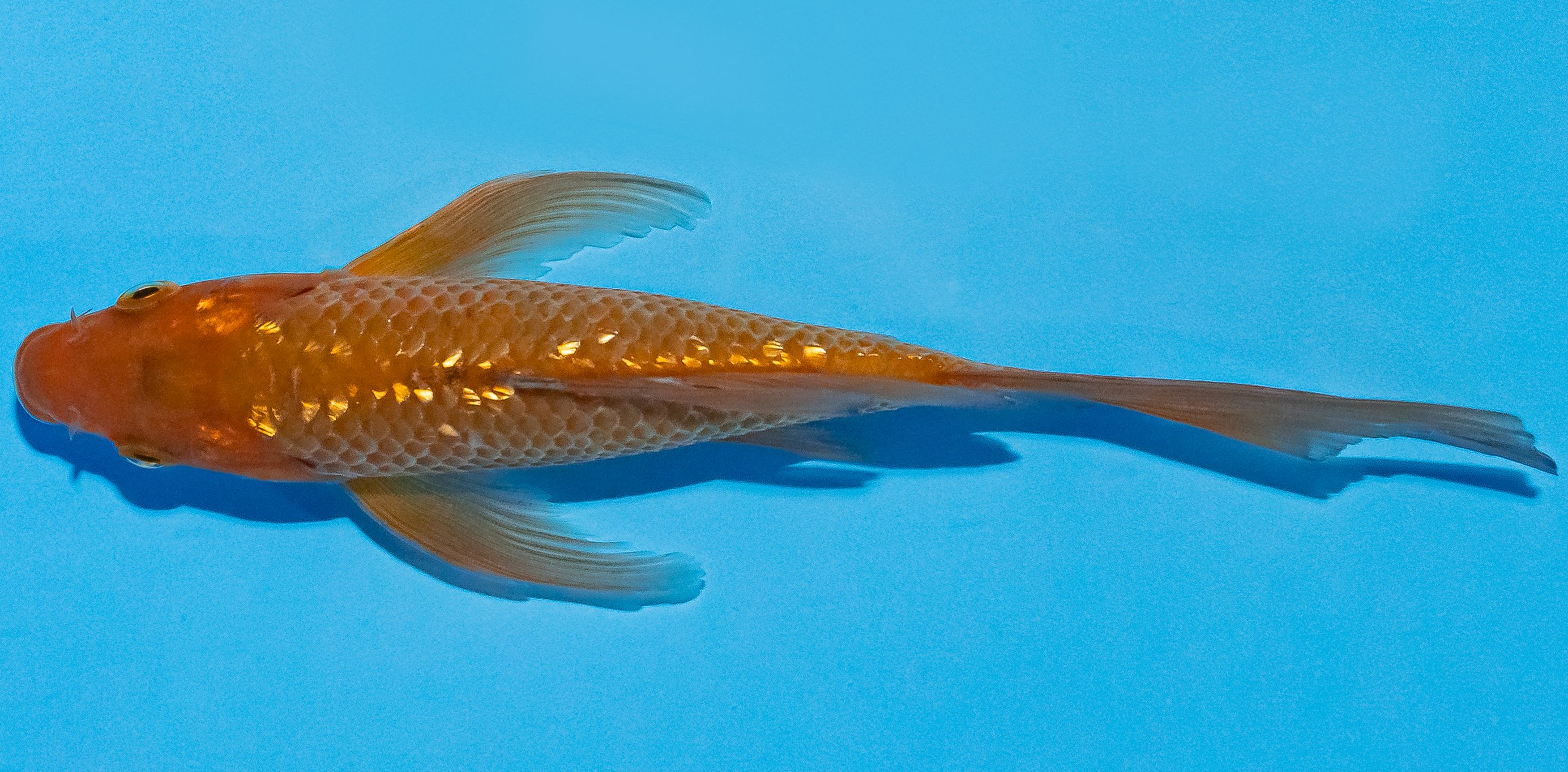 Butterfly Koi 14-17cm Nr. 2524