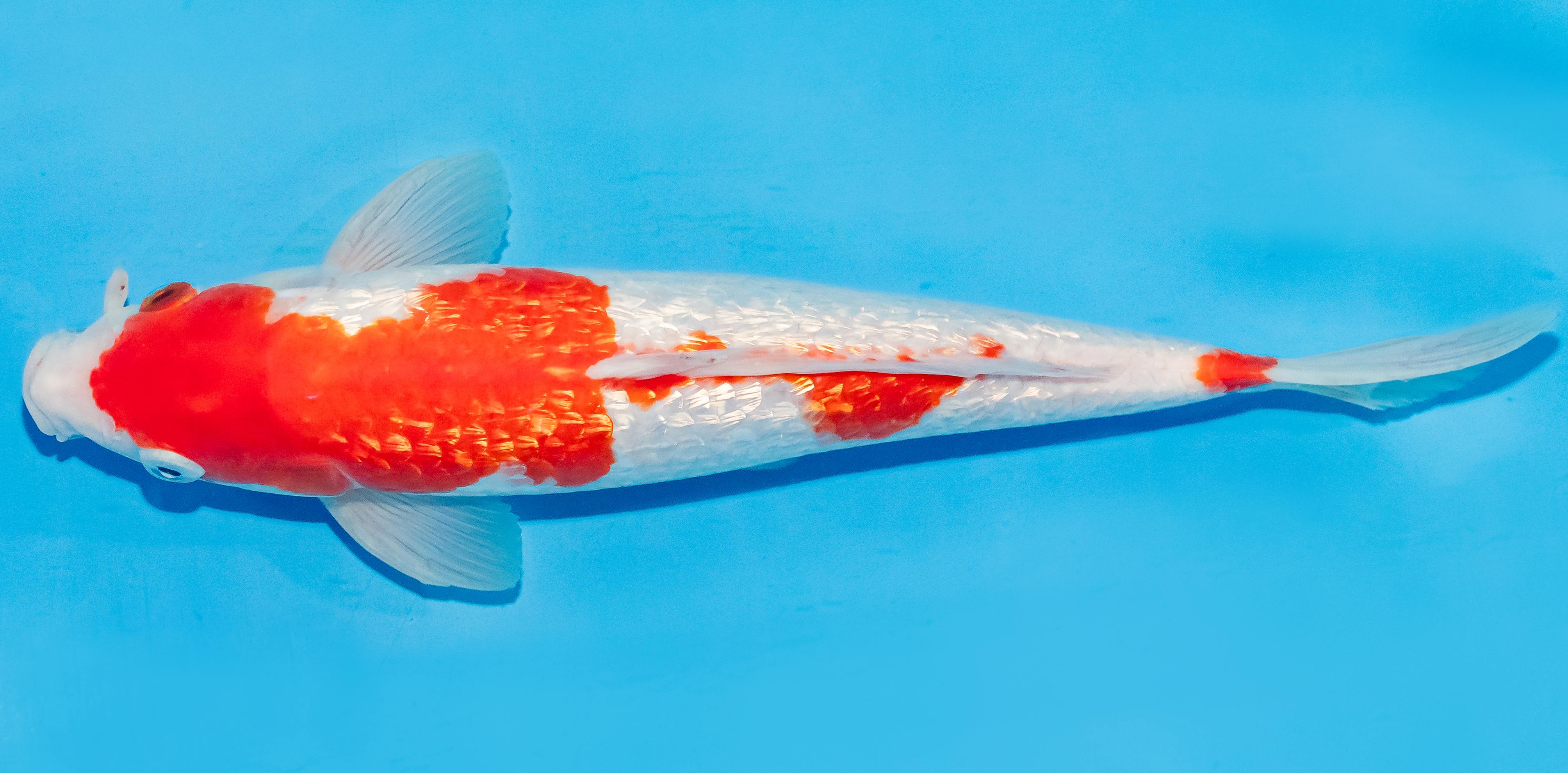 Koi 25-30cm Nr. 4221