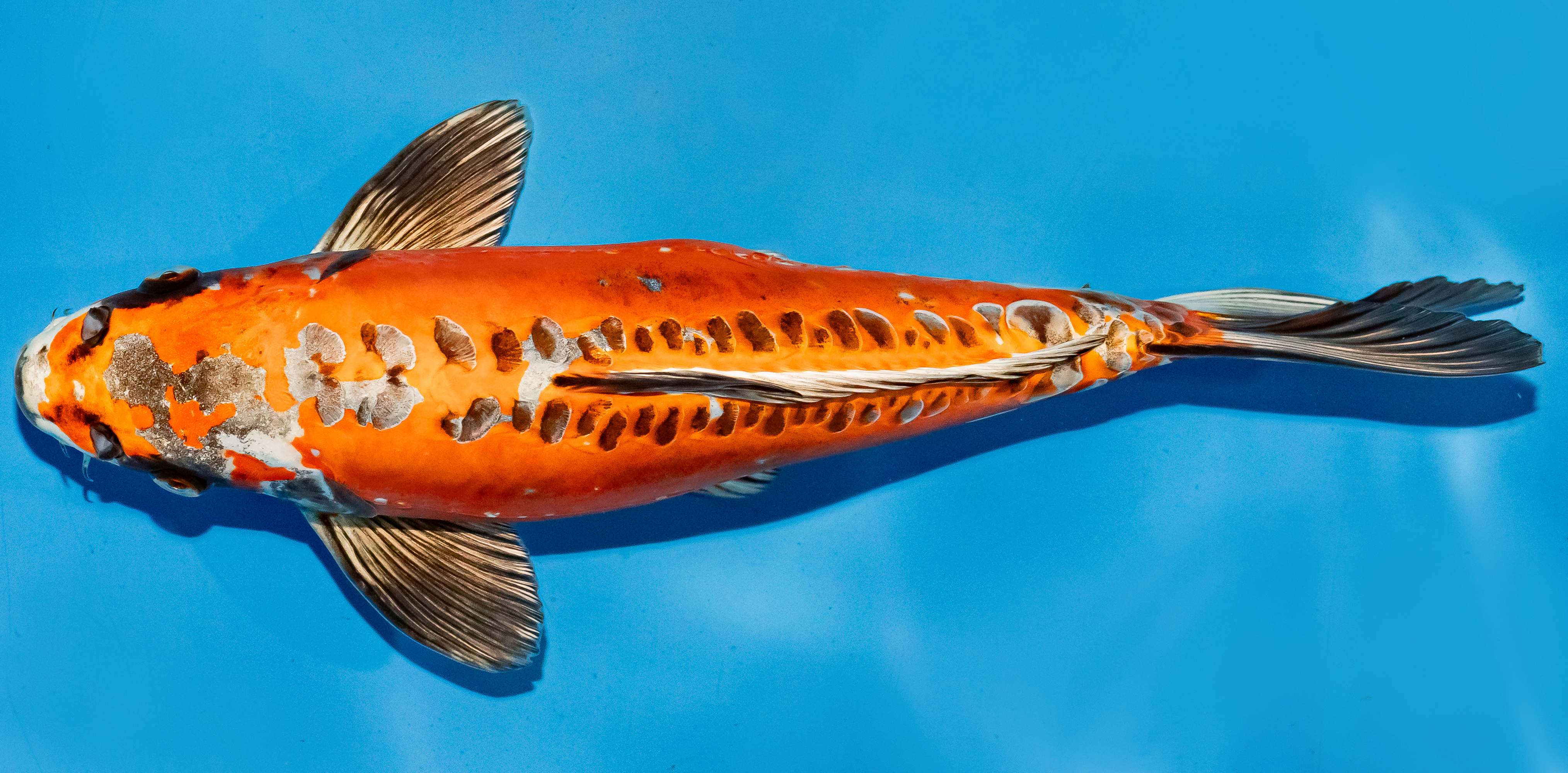 Koi 35-40cm Nr. 6737