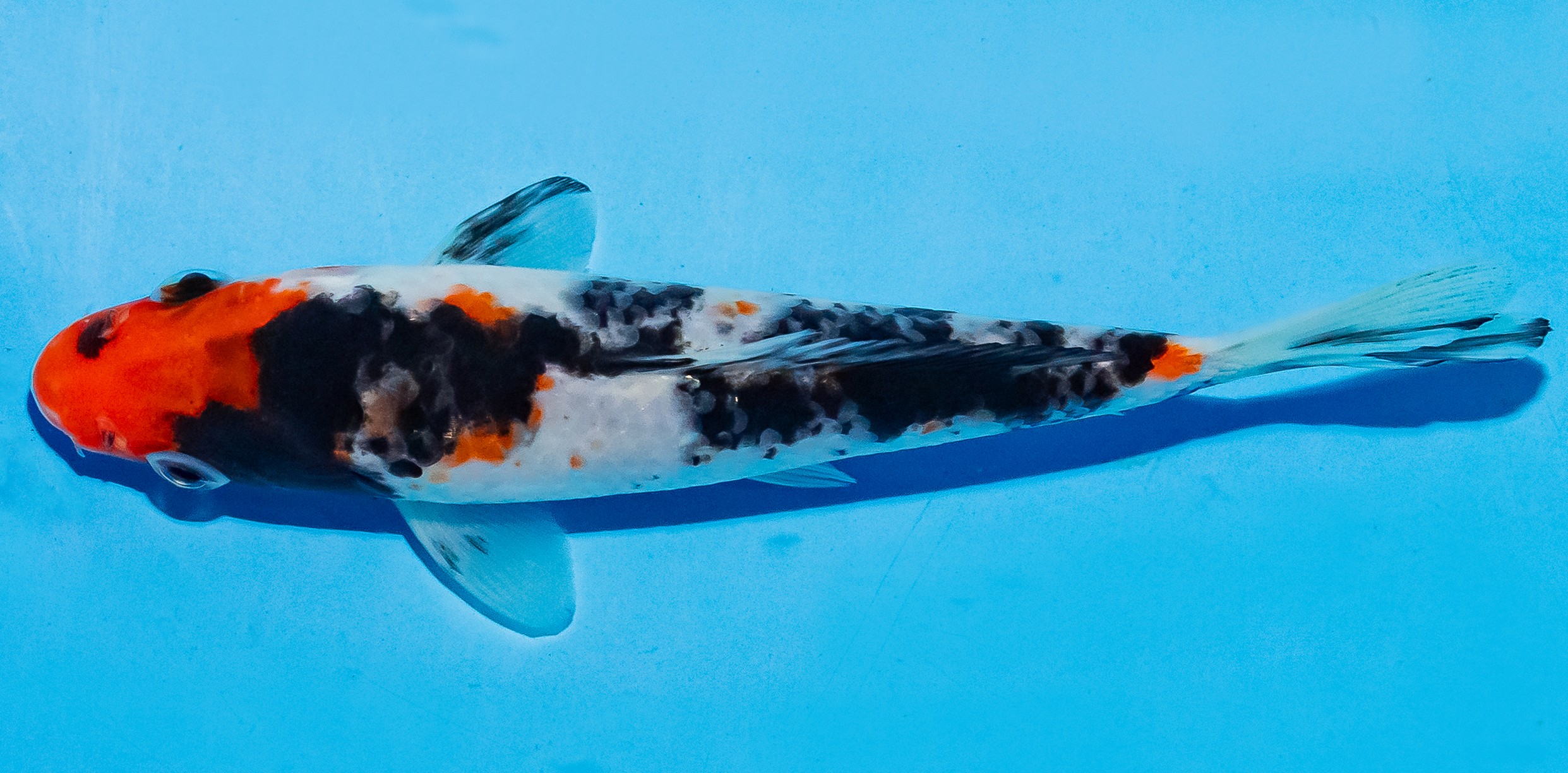 Koi 14-17cm Nr. 6188