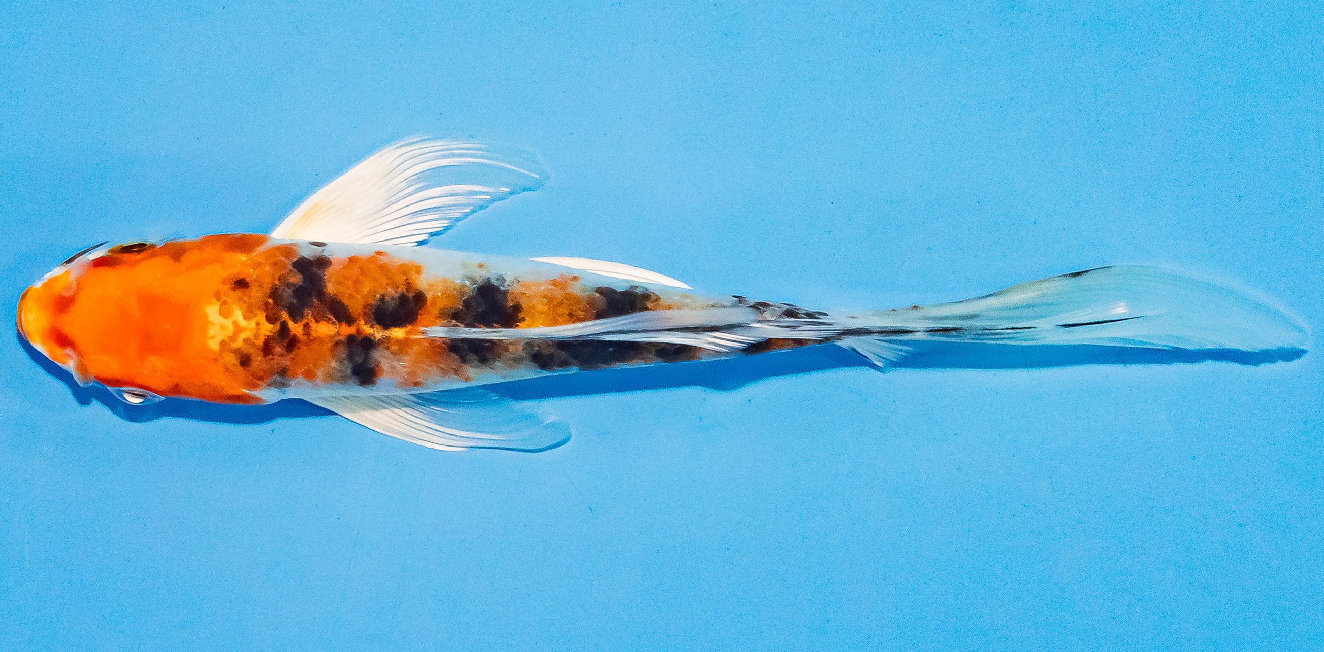 Butterfly Koi 14-17cm Nr. 3750