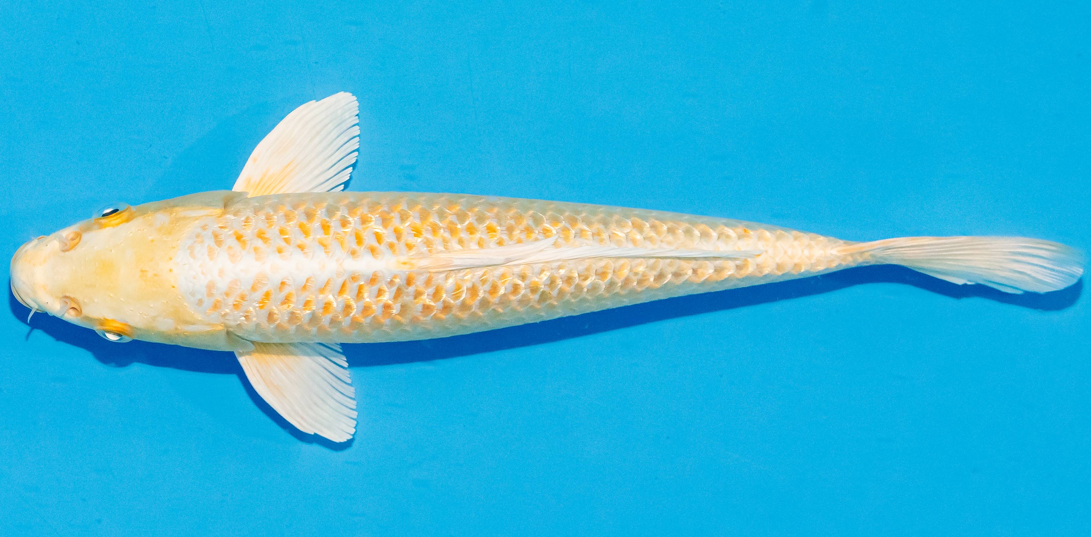 Koi 25-30cm Nr. 4207