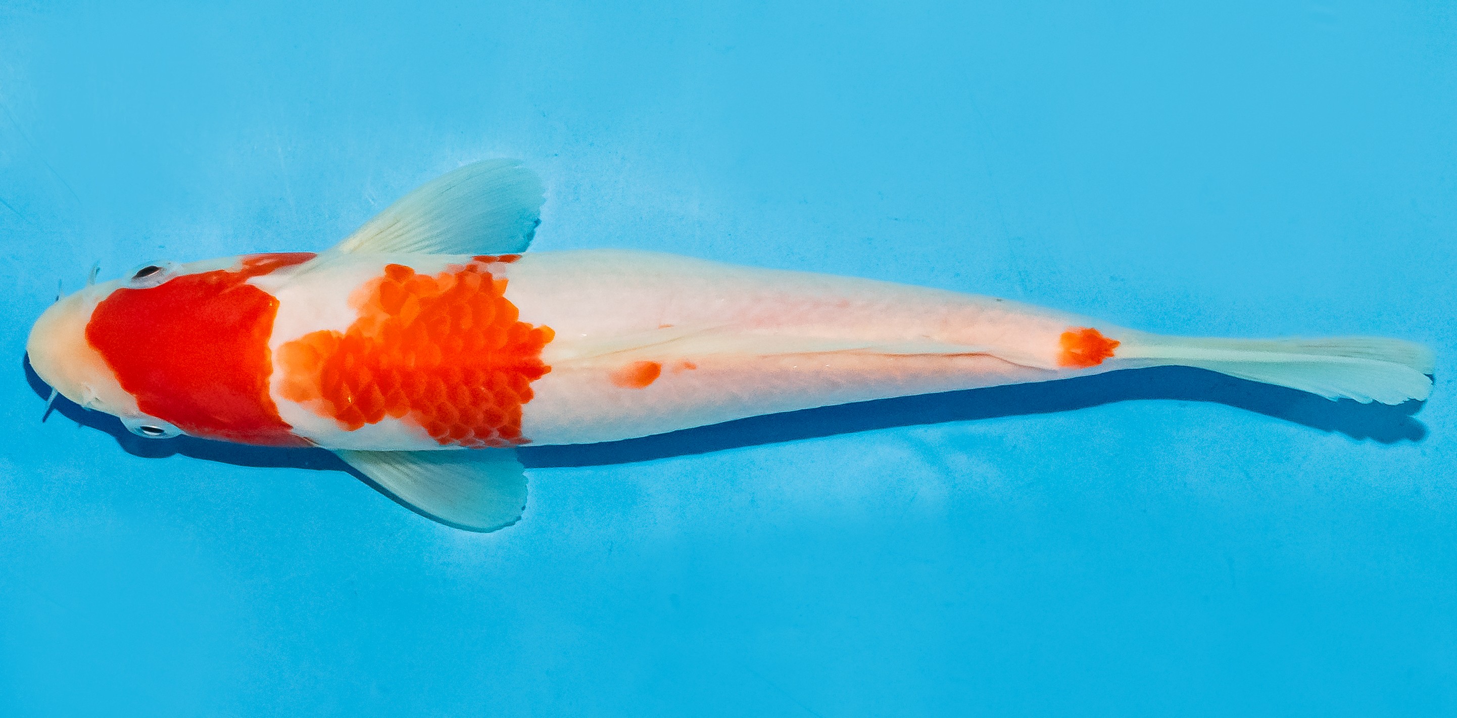 Koi 20-25cm Nr. 6023