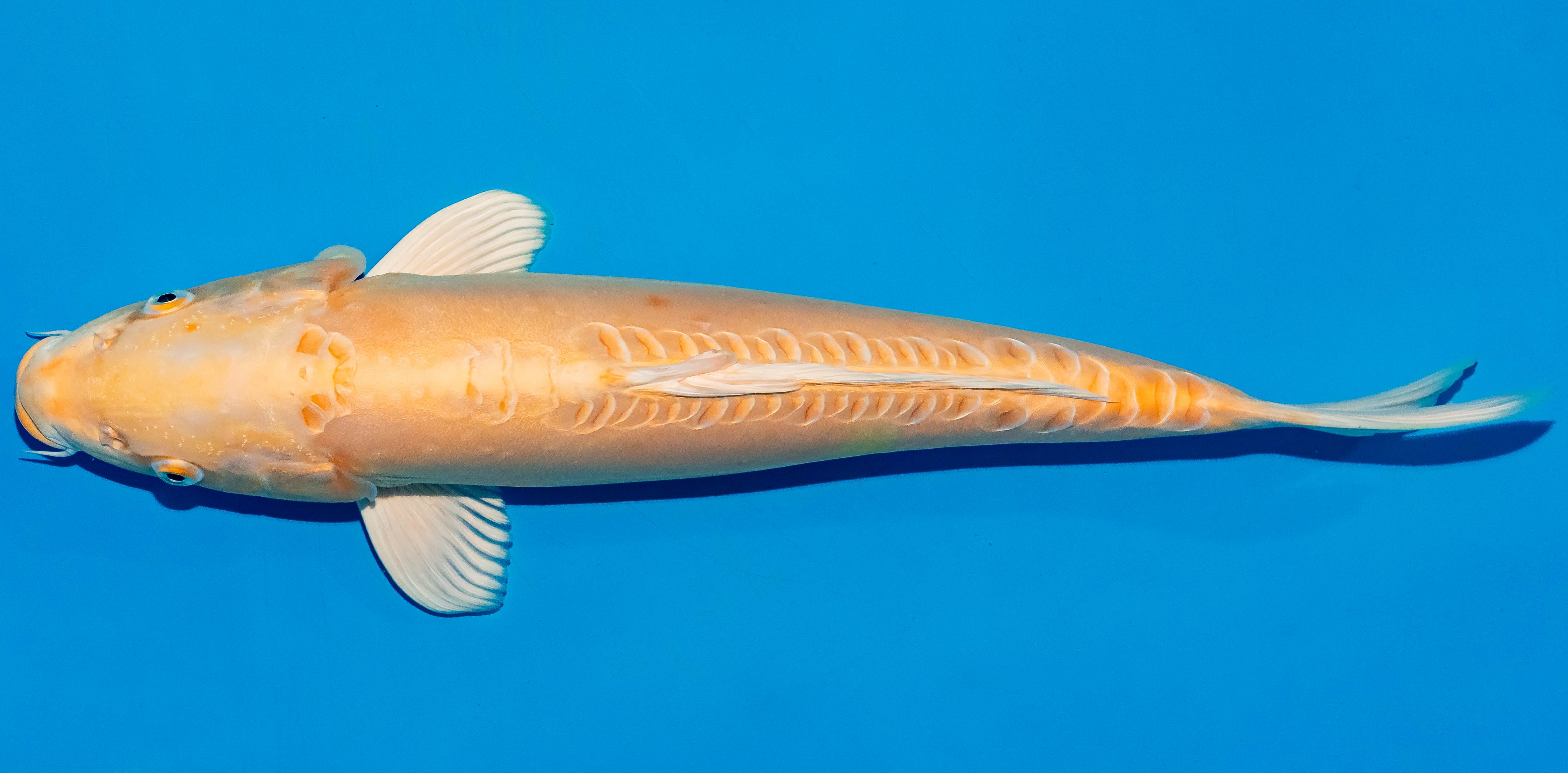 Koi 40-45cm Nr. 4919