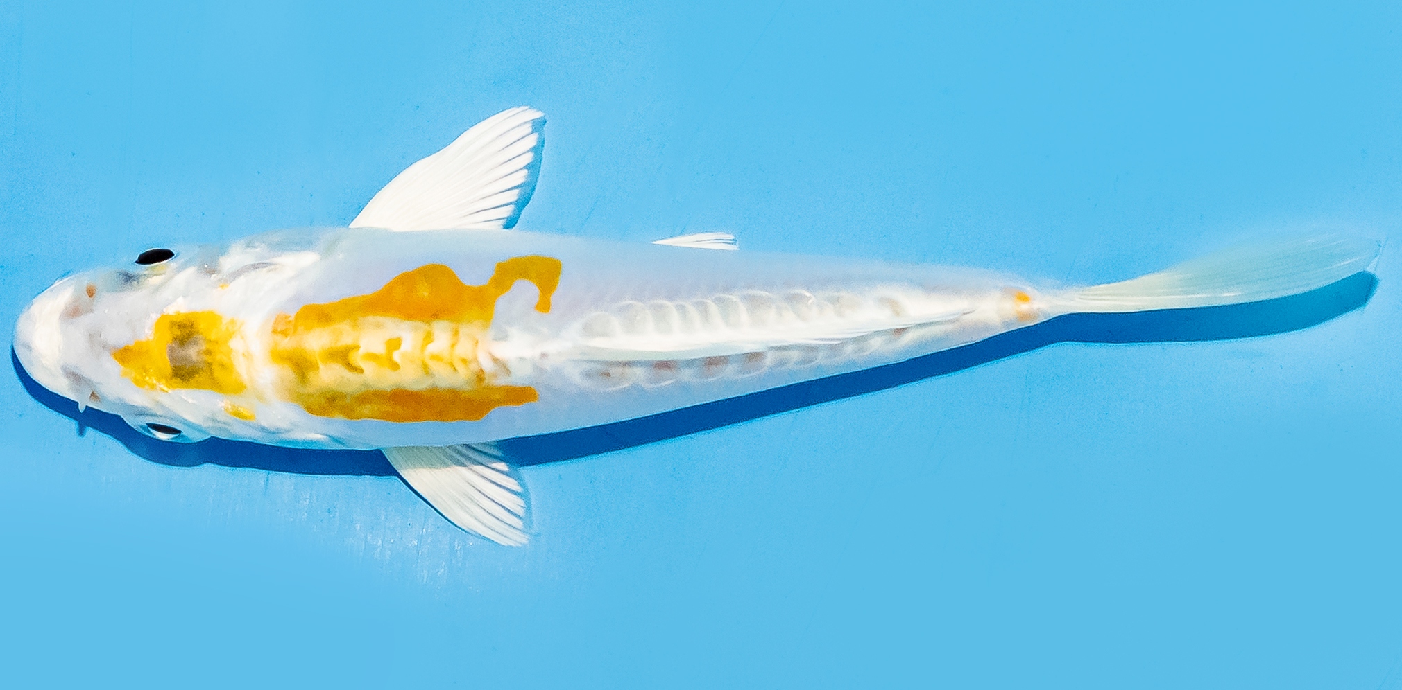 Koi 14-17cm Nr. 7030