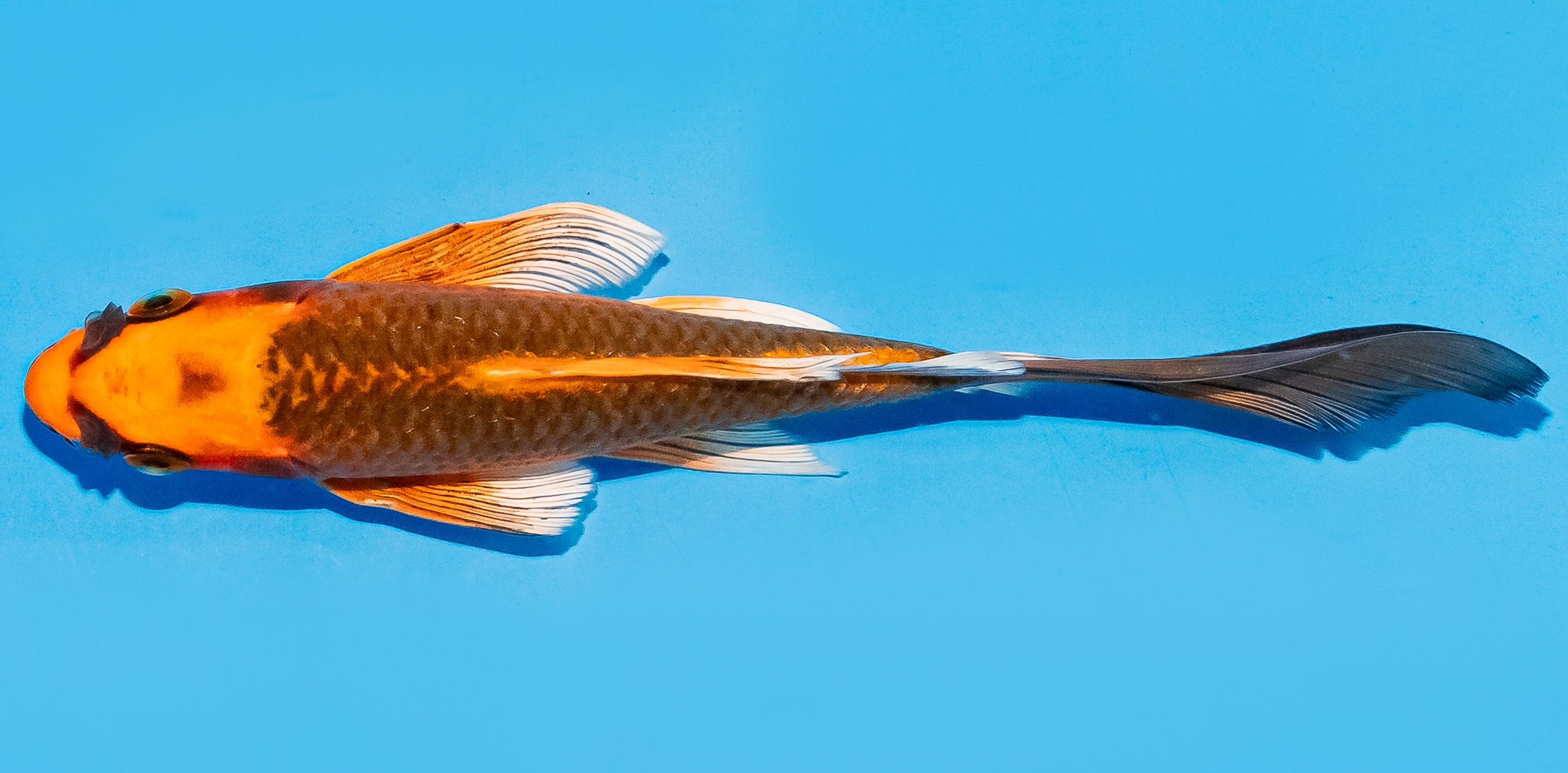Butterfly Koi 14-17cm Nr. 7445