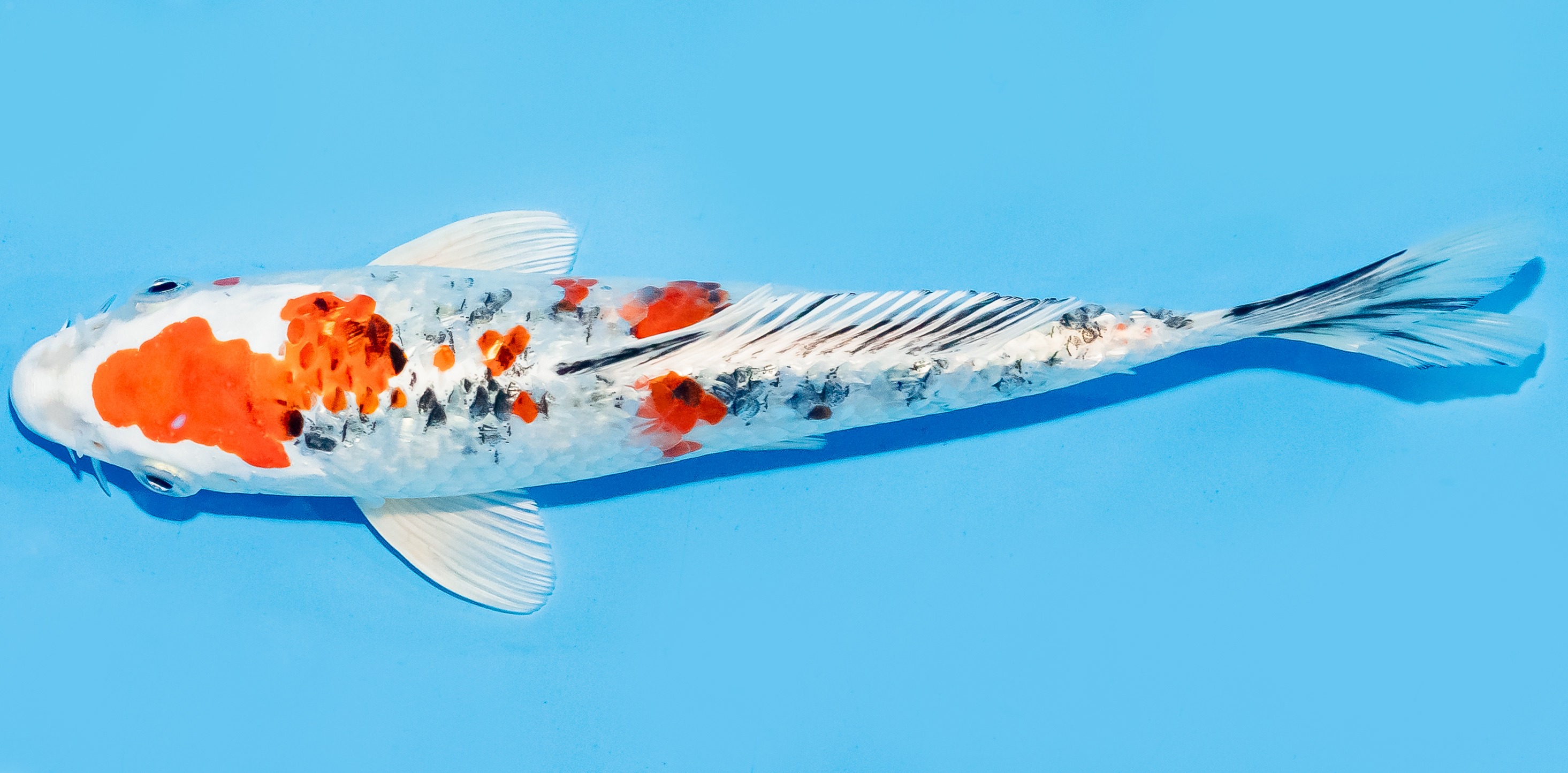 Koi 17-20cm Nr. 7158