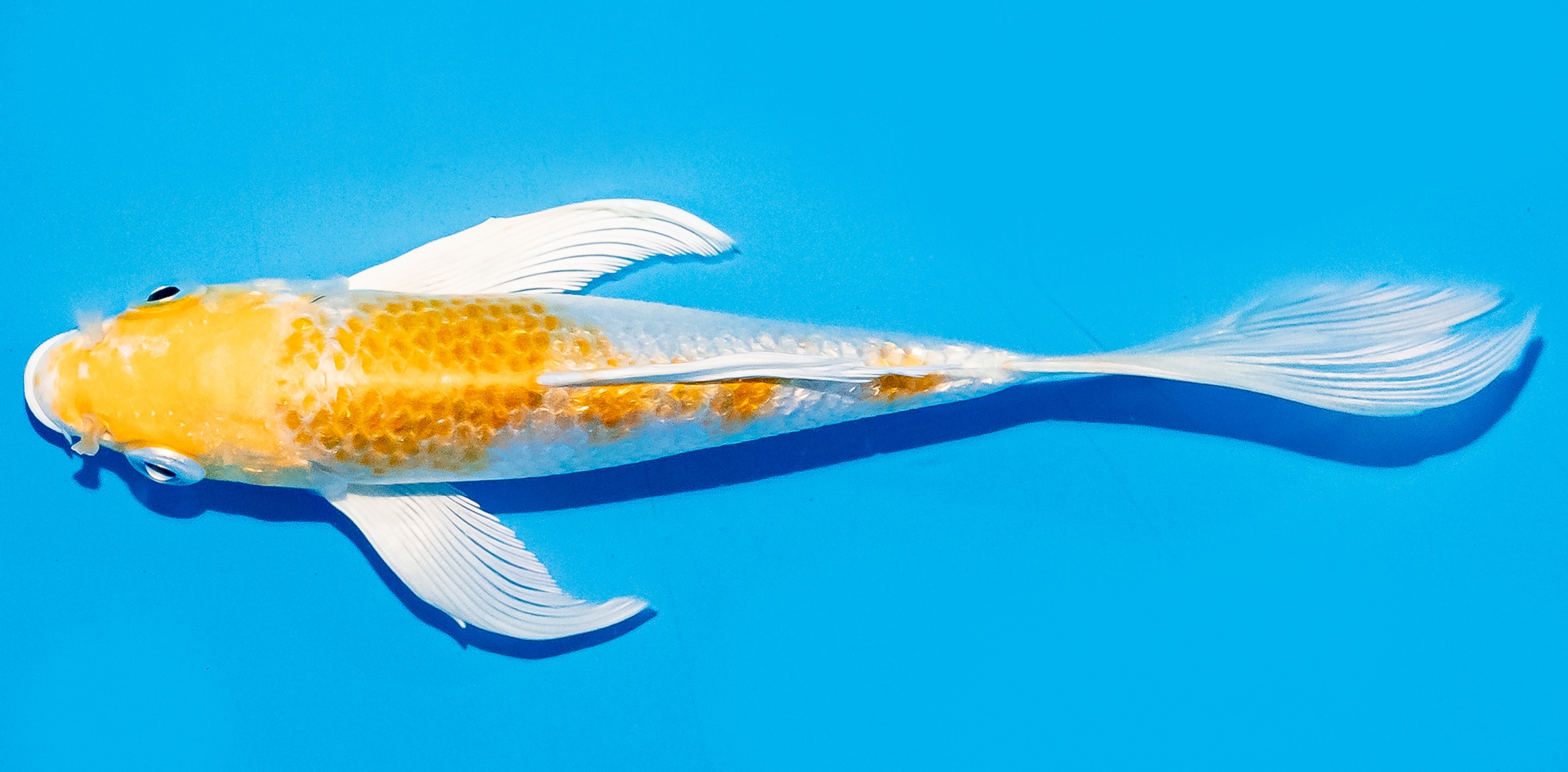 Butterfly Koi 14-17cm Nr. 5809