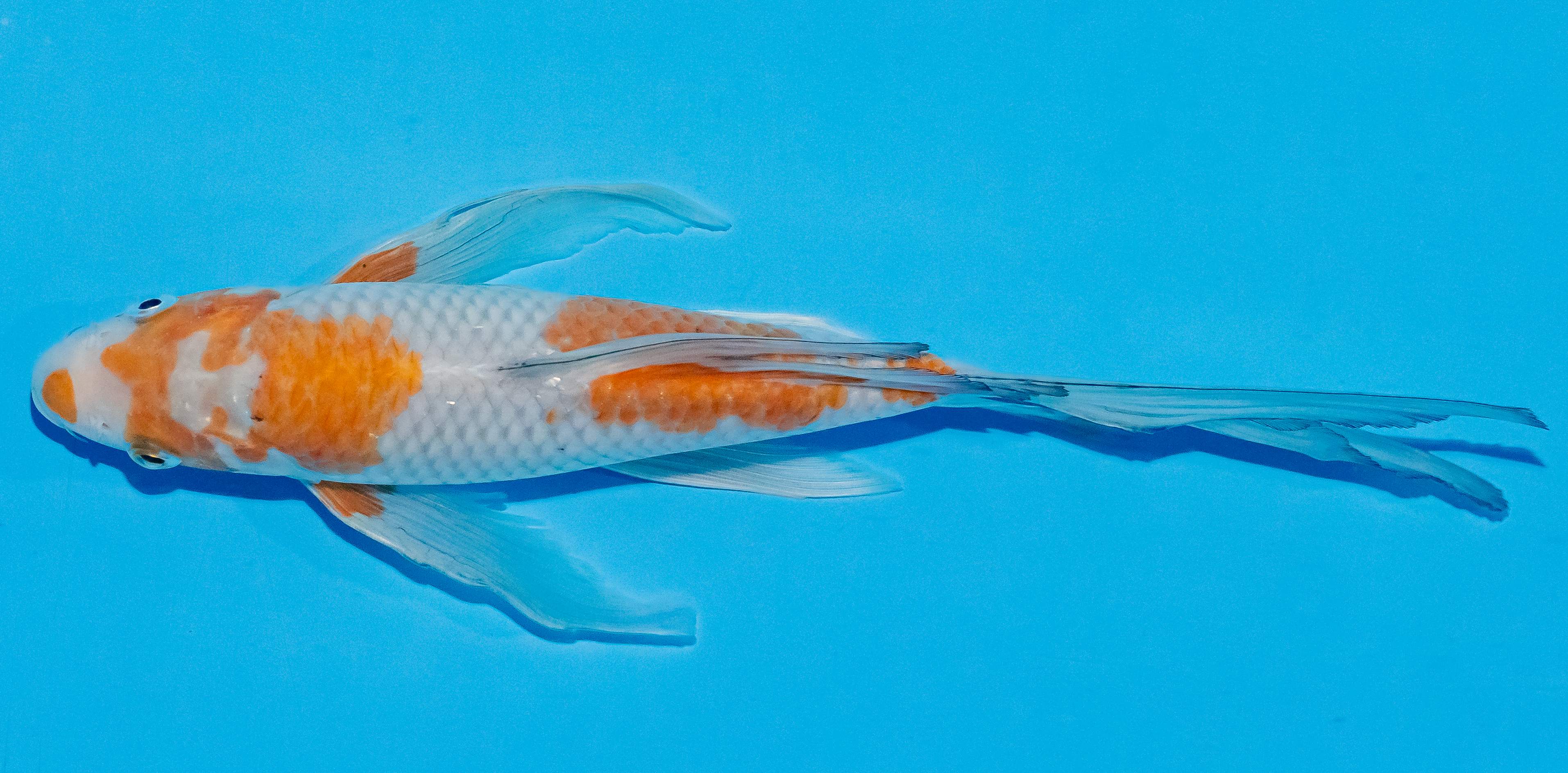 Butterfly Koi 25-30cm Nr. 2320