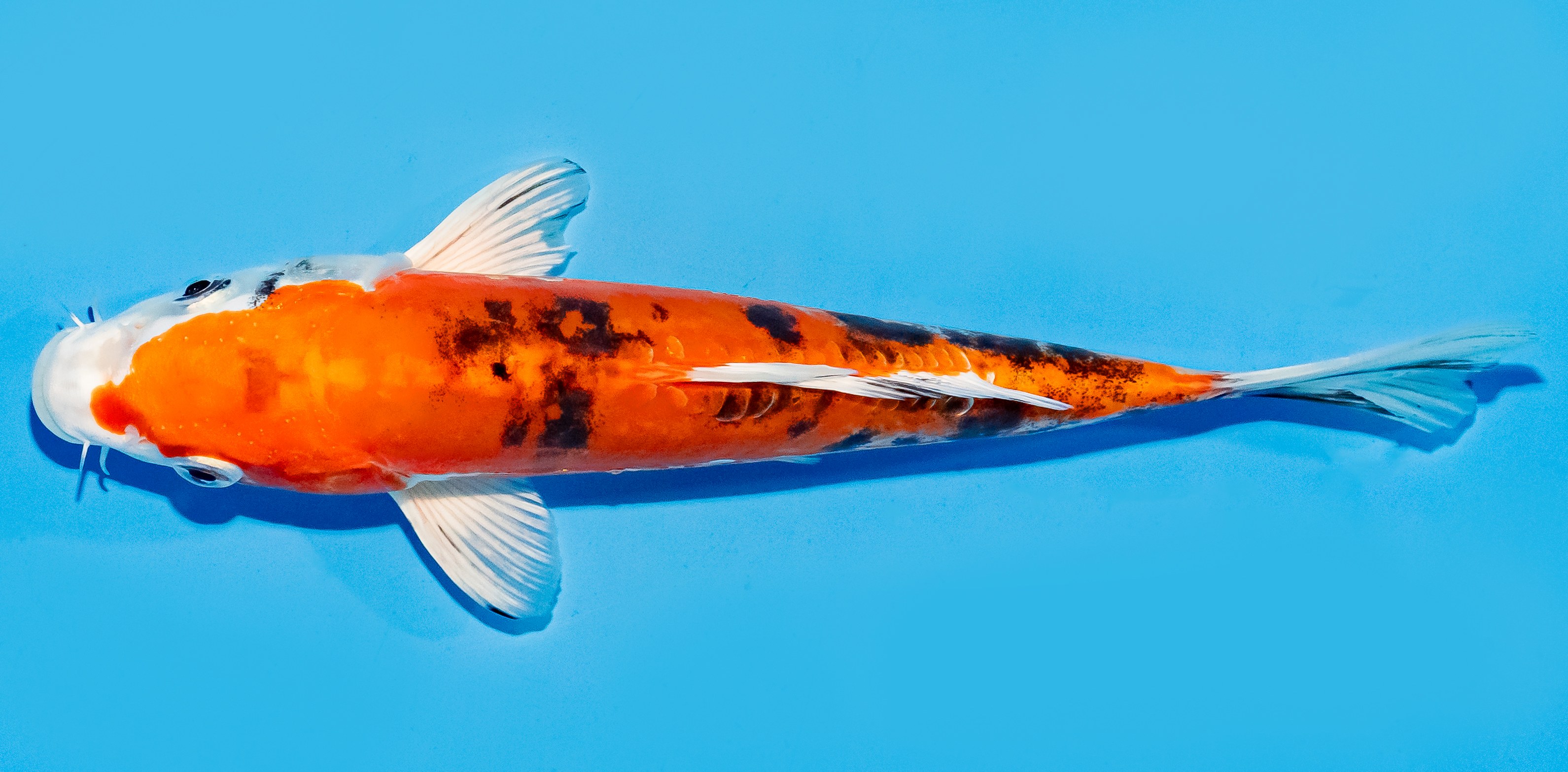 Koi 20-25cm Nr. 7532