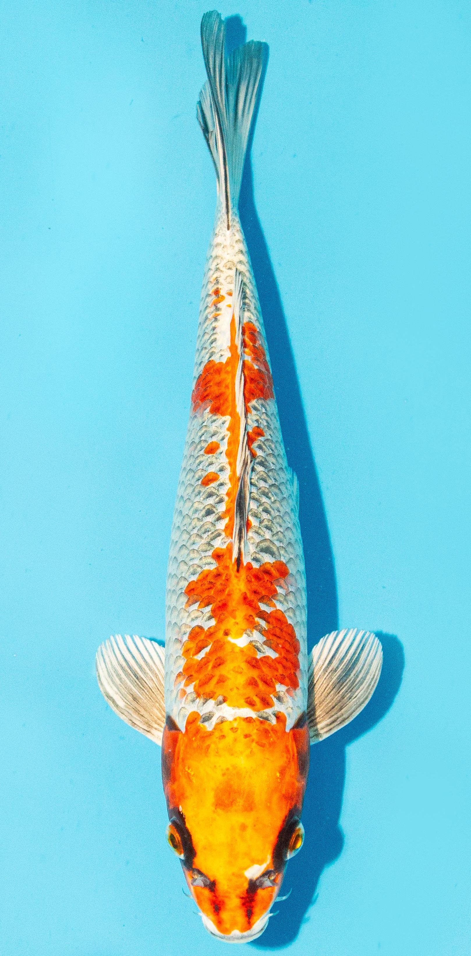 Koi 30-35cm Nr. 1016