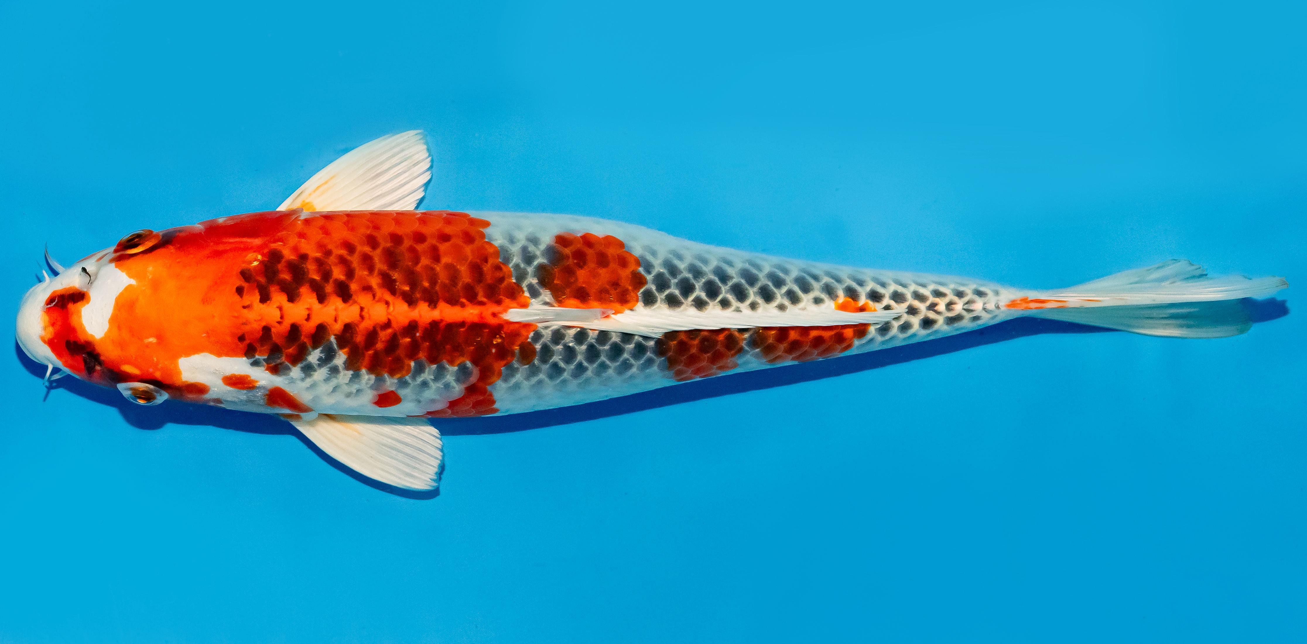 Koi 35-40cm Nr. 6749