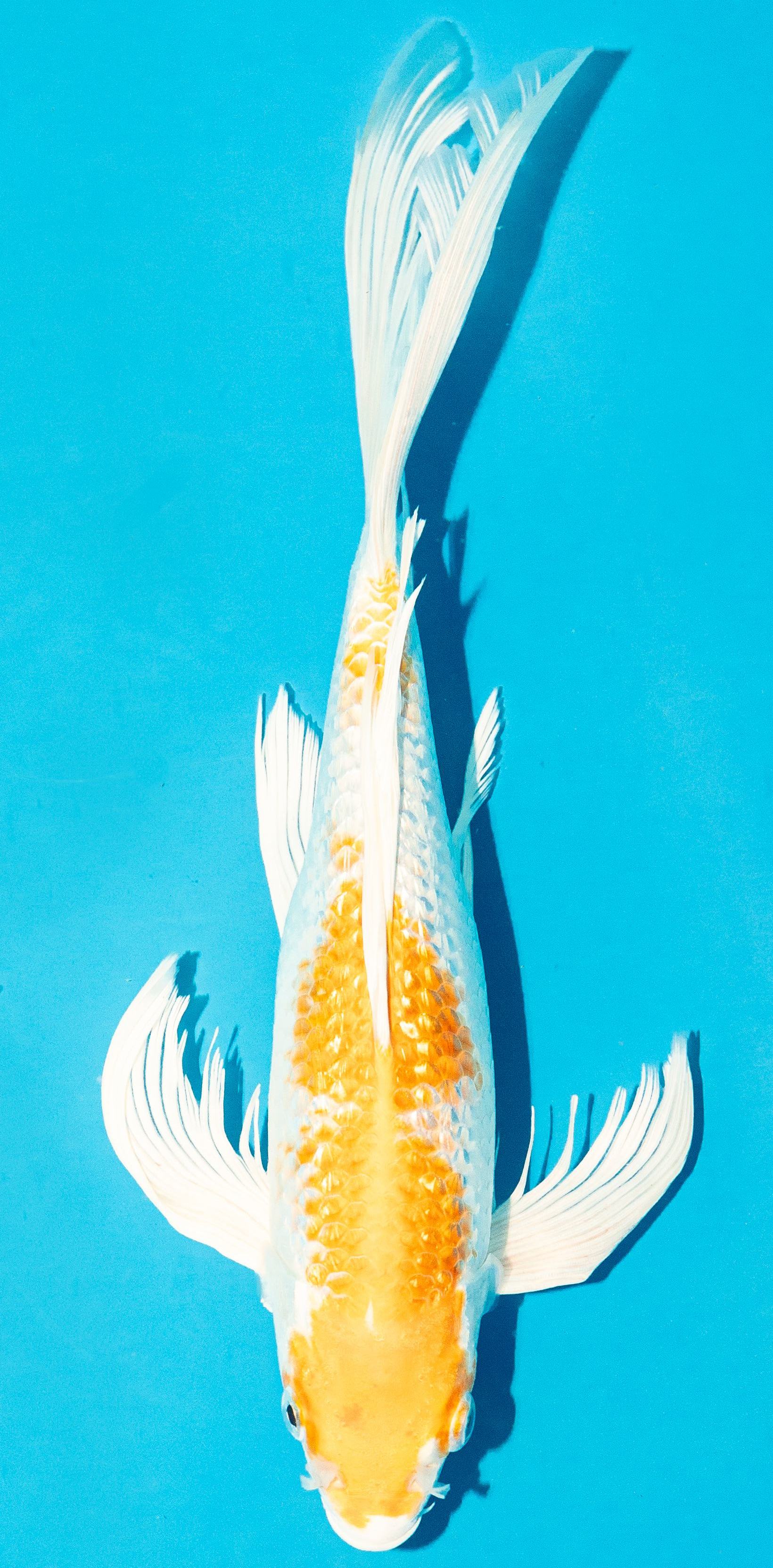 Butterfly Koi 30-35cm Nr. 4424