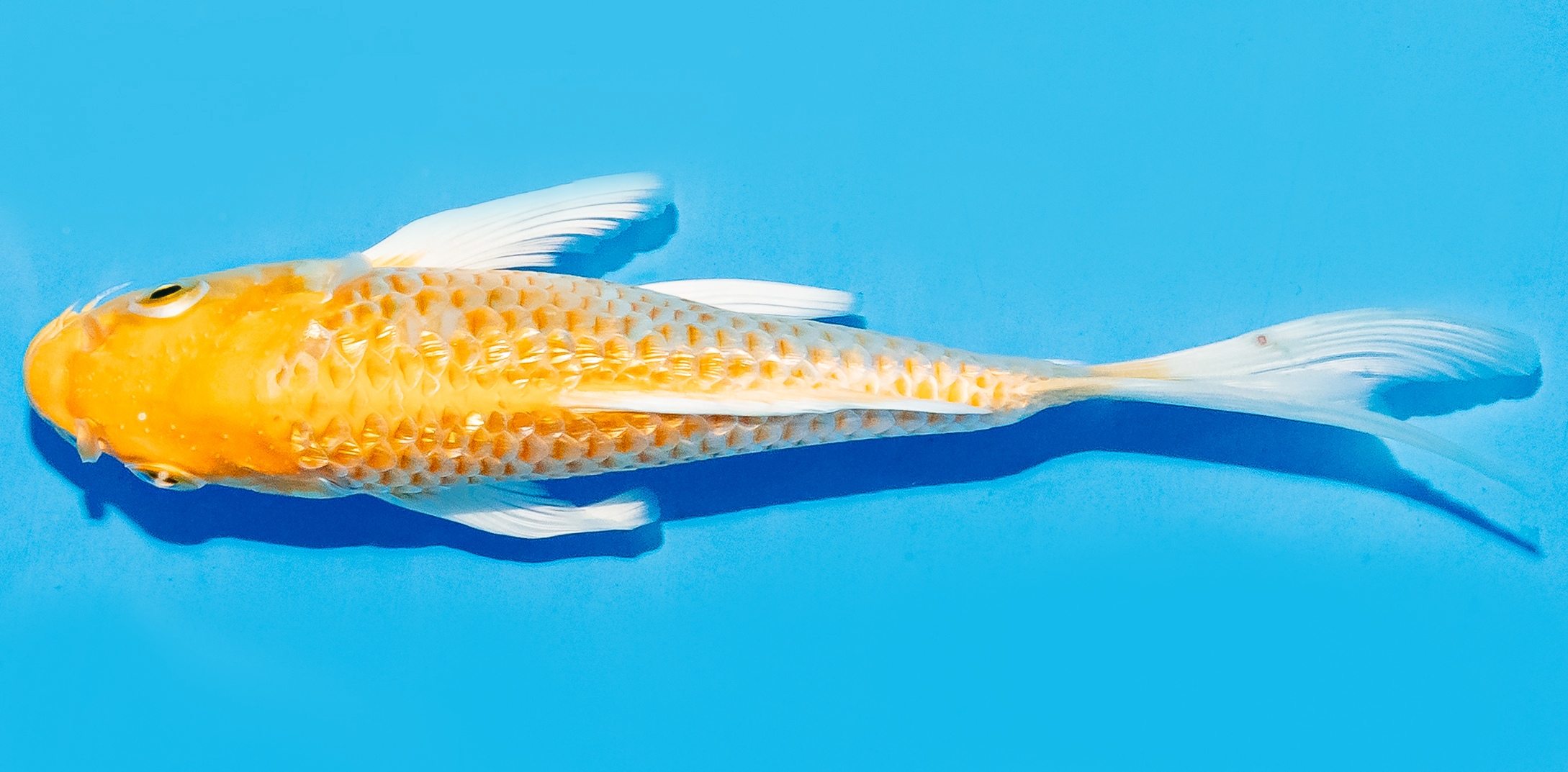 Butterfly Koi 14-17cm Nr. 5802