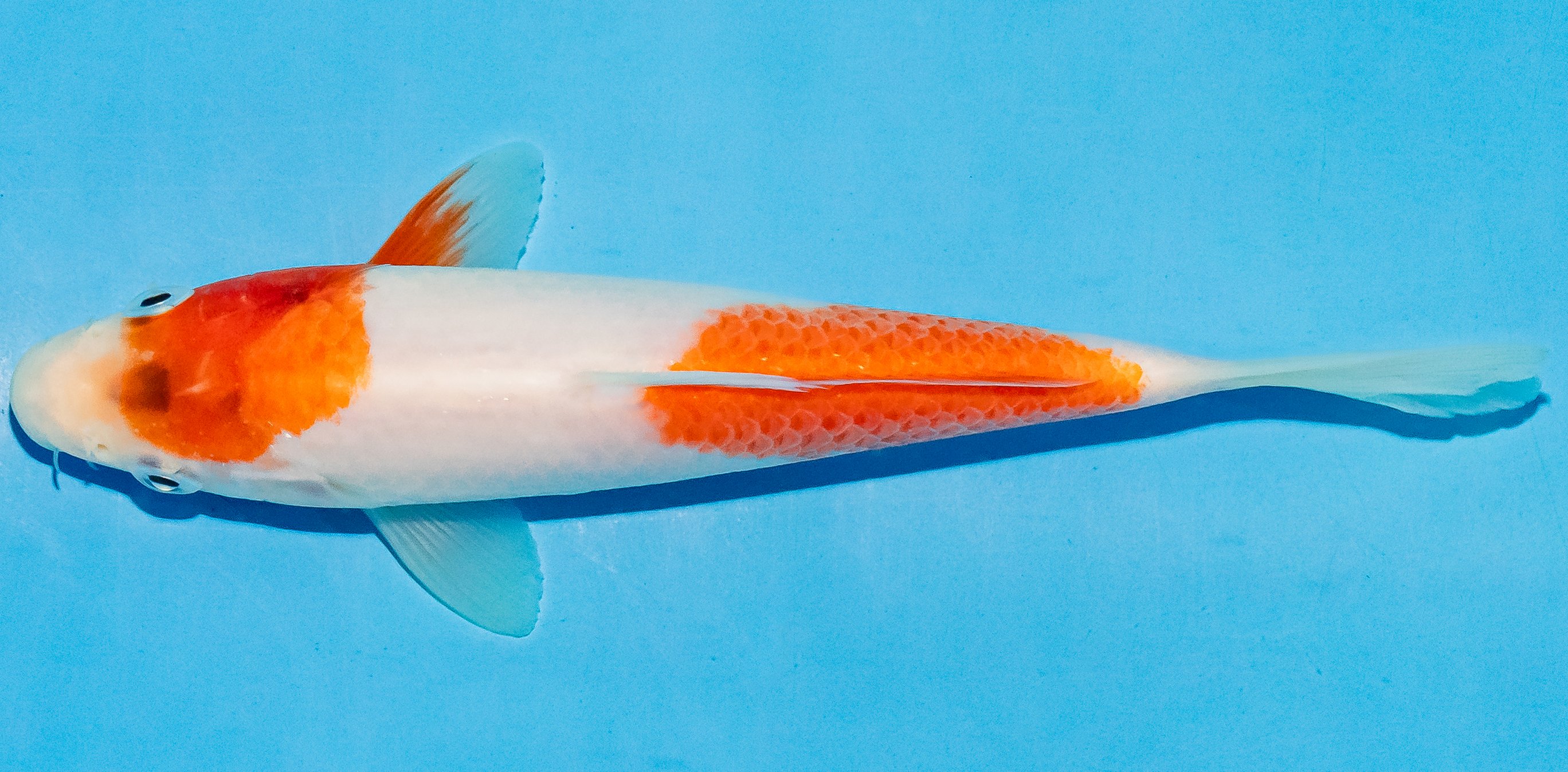 Koi 17-20cm Nr. 4550