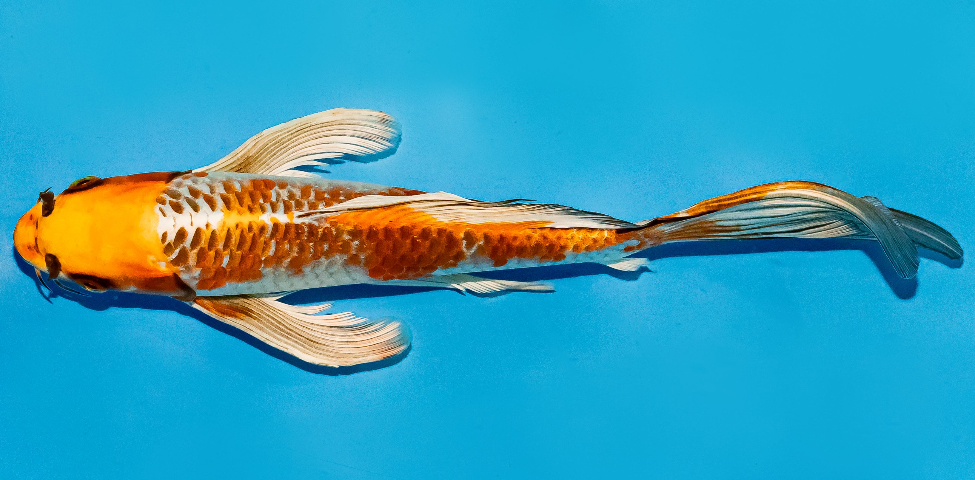 Butterfly Koi 25-30cm Nr. 5634