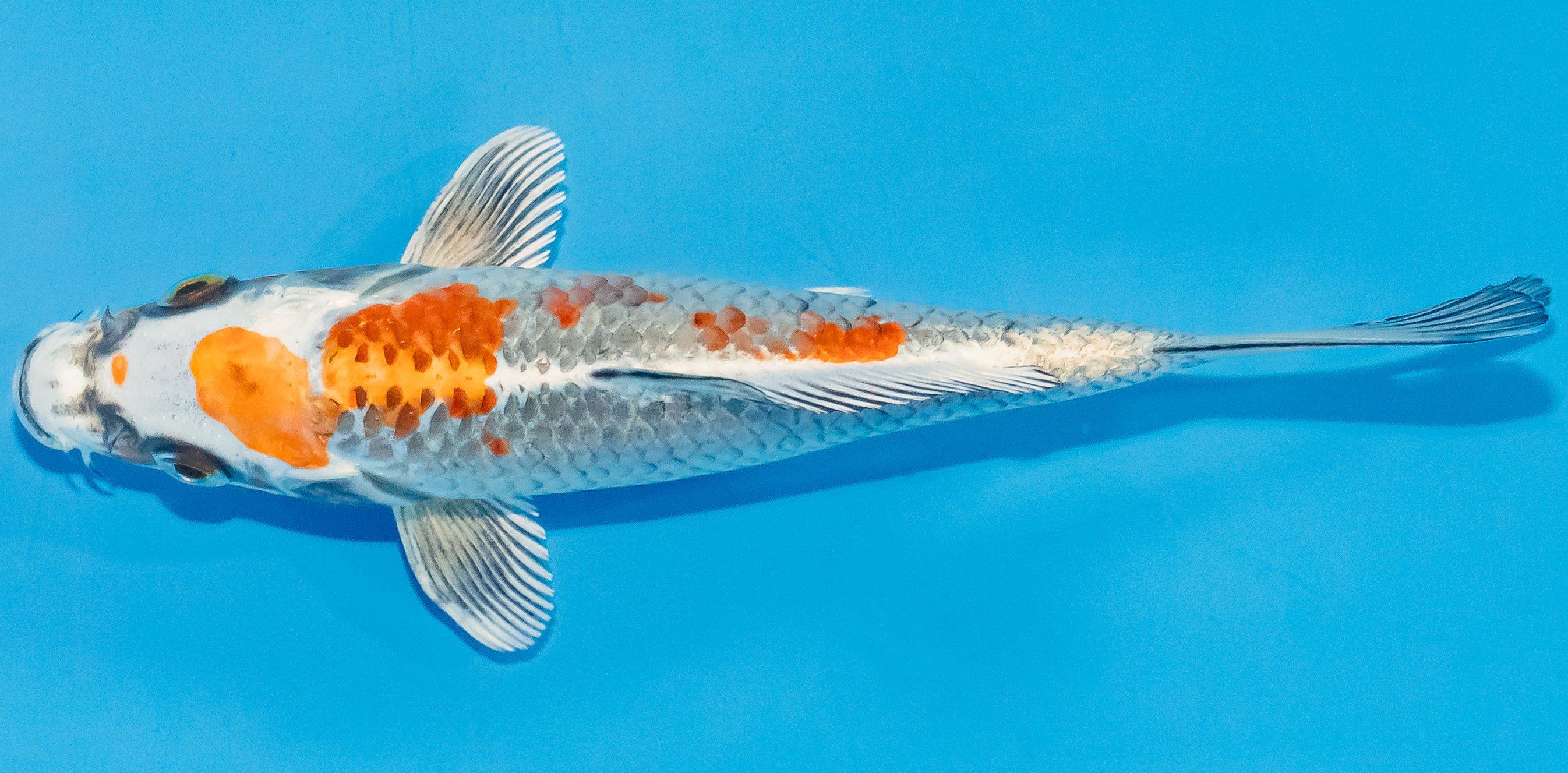 Koi 17-20cm Nr. 3367
