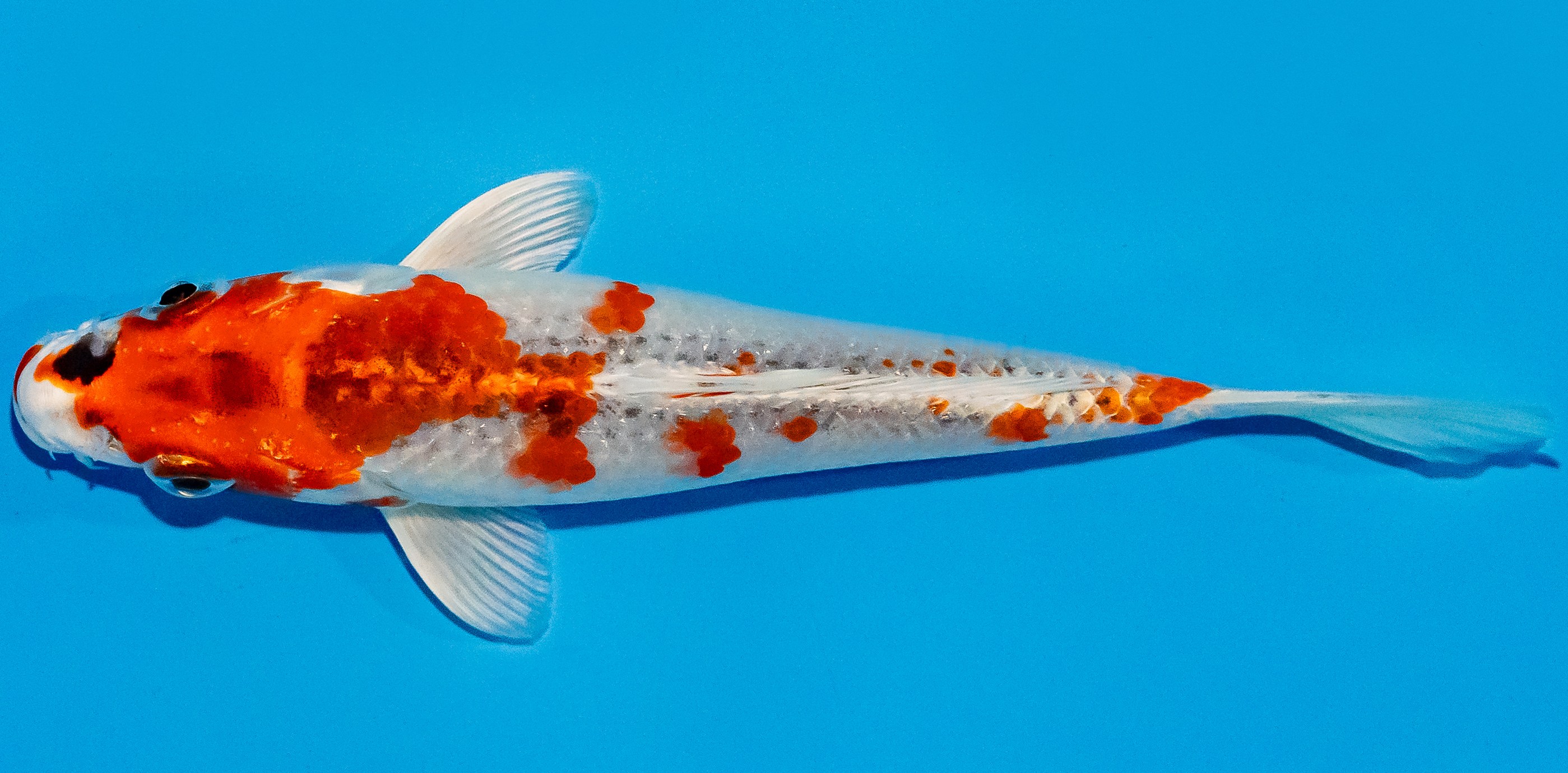 Koi 17-20cm Nr. 2173
