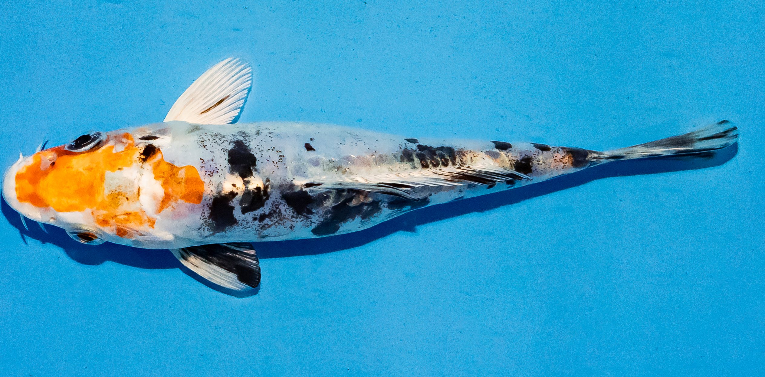 Koi 14-17cm Nr. 6169