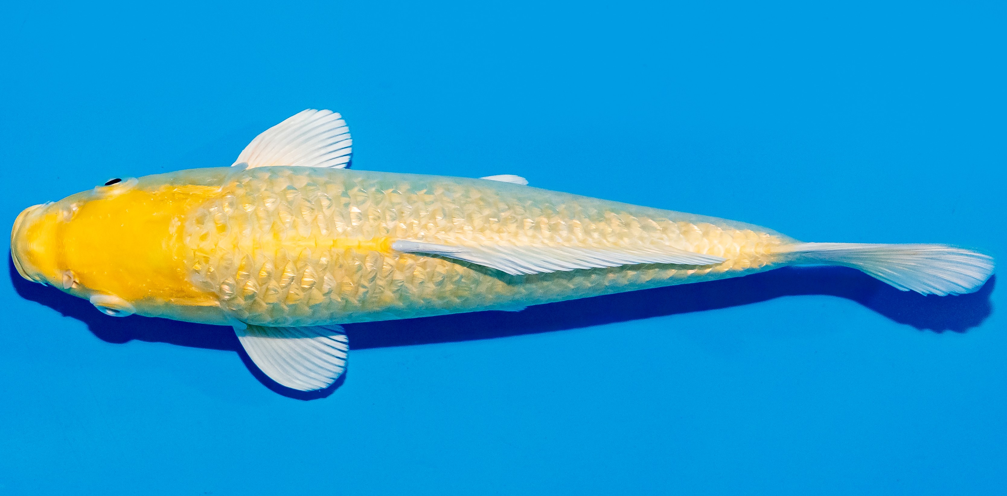 Koi 25-30cm Nr. 6277