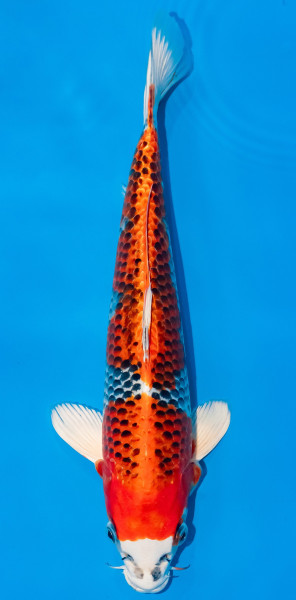 Koi 35-40cm Nr. 1104